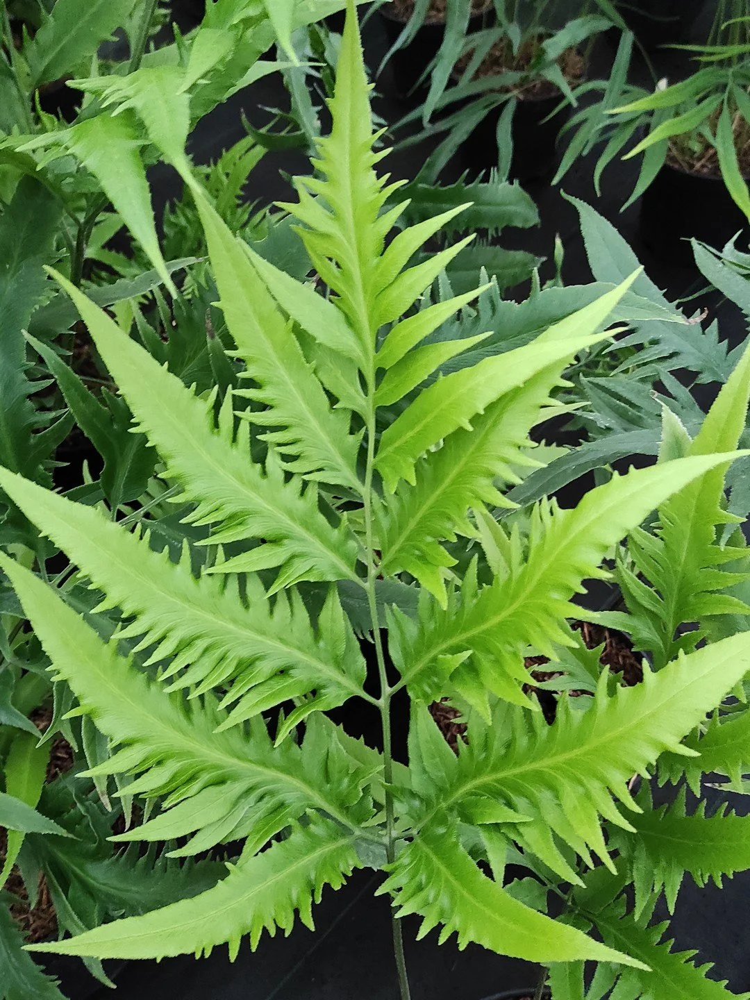 Coniogramme intermedia 'Yoroi Musha'-Détail-001.jpg