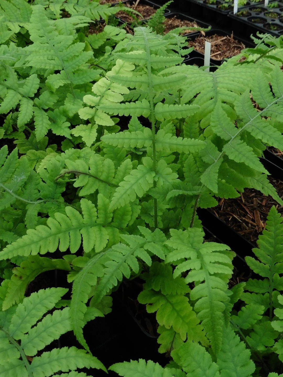 Deparia petersenii