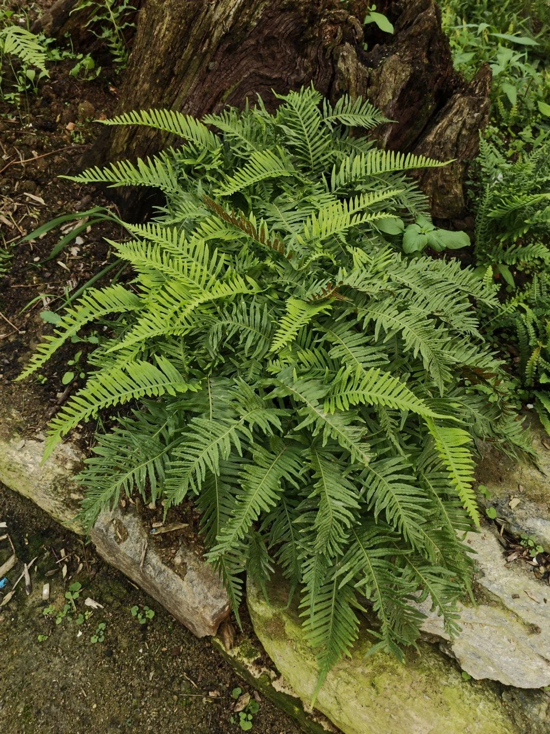 Polypodium 'Ulleung Island'