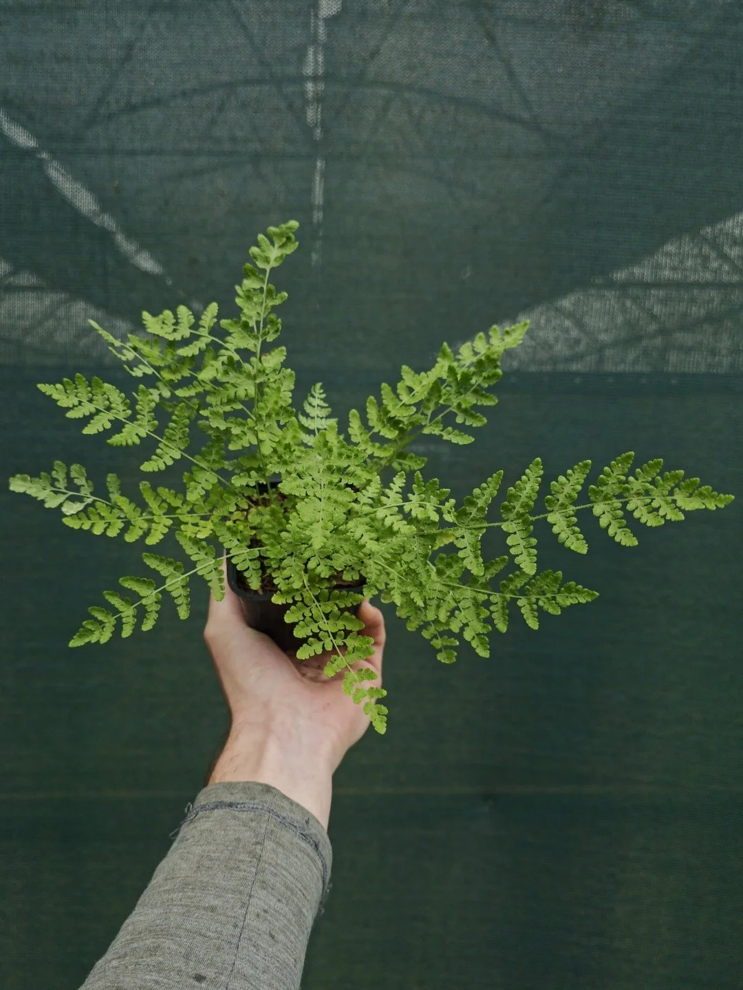 Woodsia obtusa-Godet de 8 cm-001.jpg