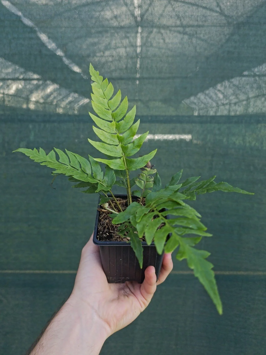 Polystichum lepidocaulon-Godet de 9 cm-001.jpg