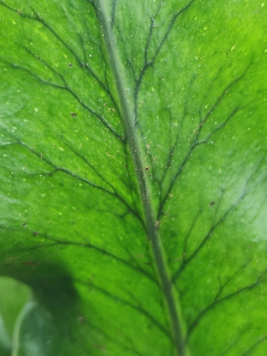 Lepisorus fortuni-Détail-001.jpg