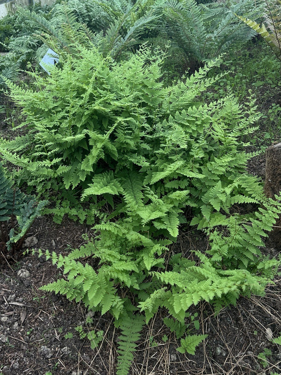 Cystopteris bulbifera