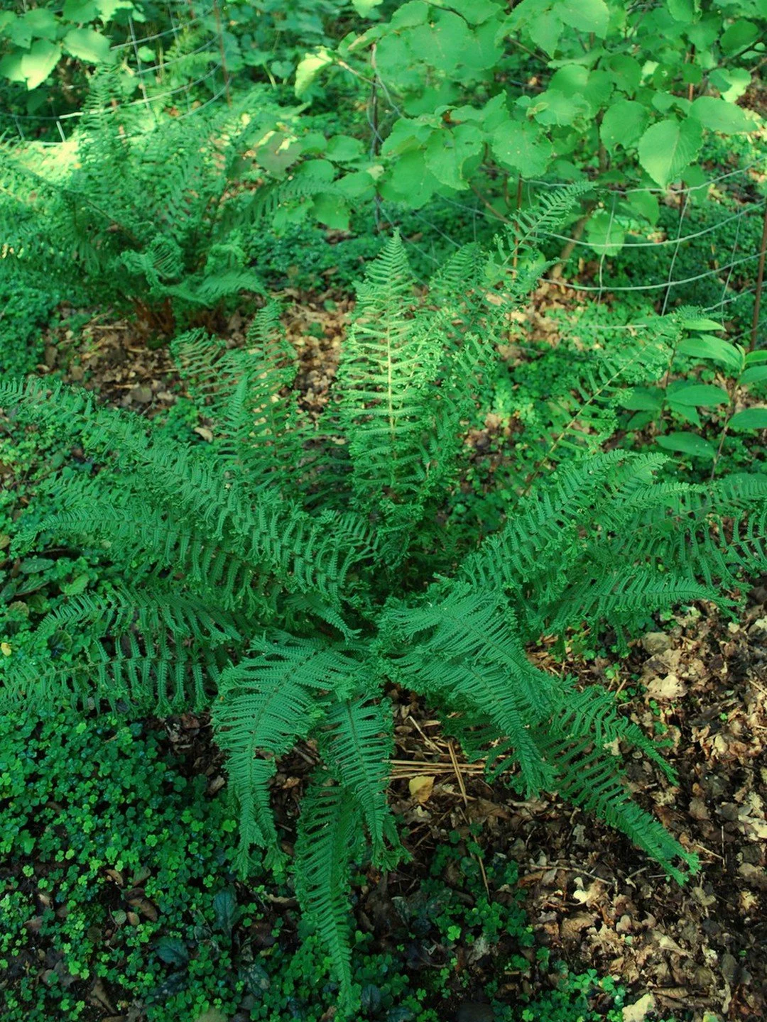 Dryopteris affinis 'Cristata the King'