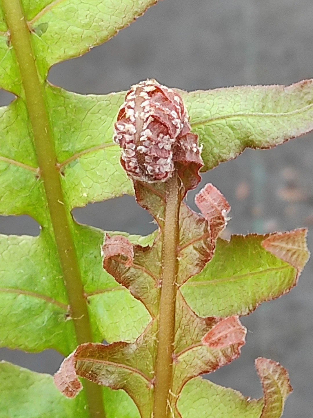 Drynaria baronii-Détail-001.jpg