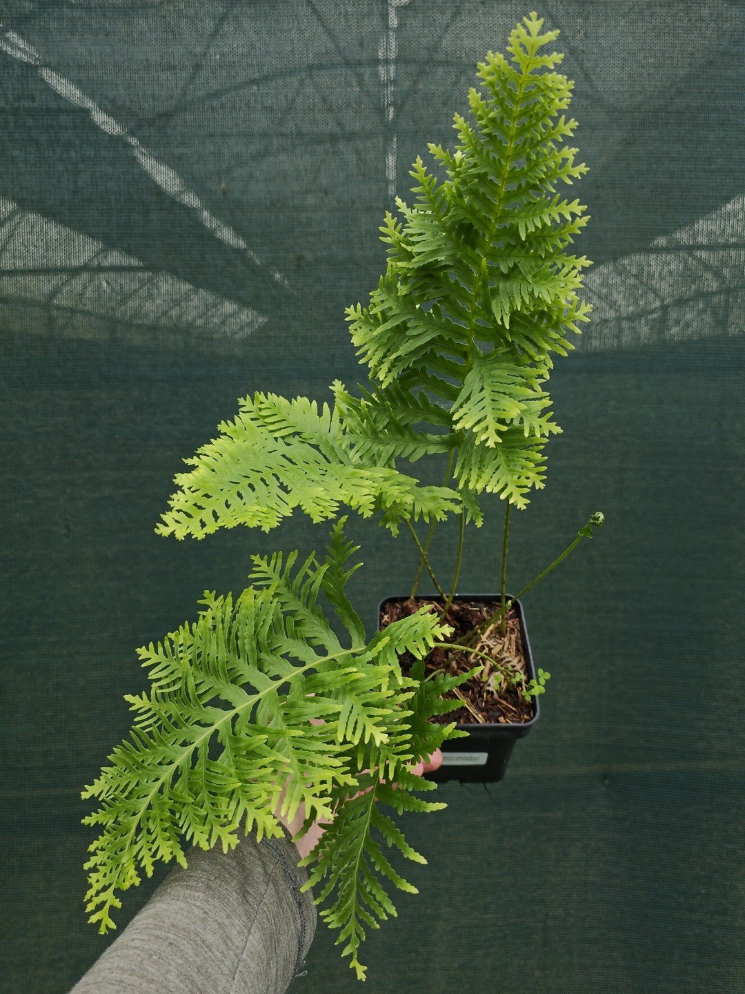 Polypodium cambricum 'Pulcherrimum Addison'-Pot de 1 litre-001.jpg