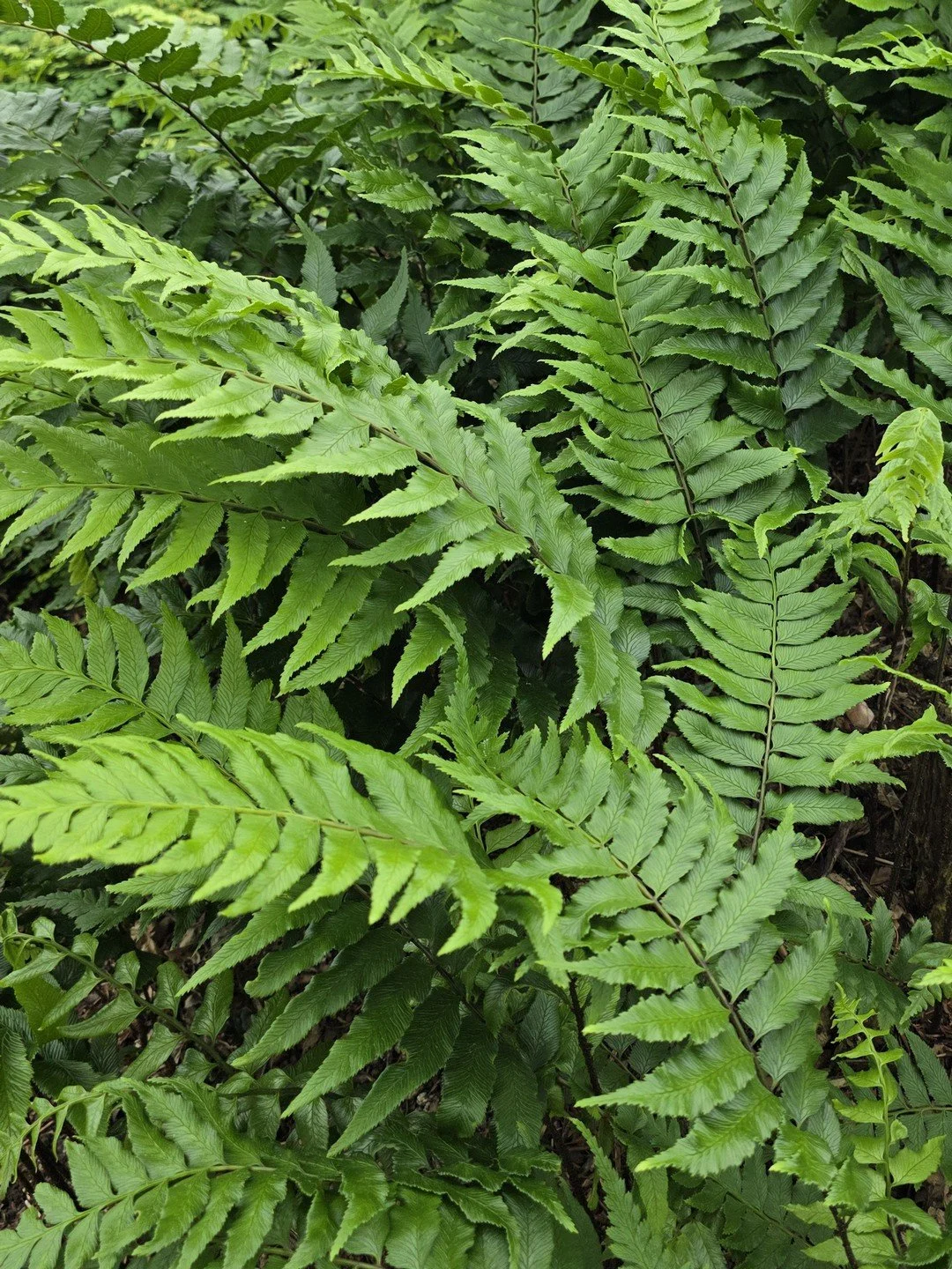 Diplazium wichurae-Détail-001.jpg