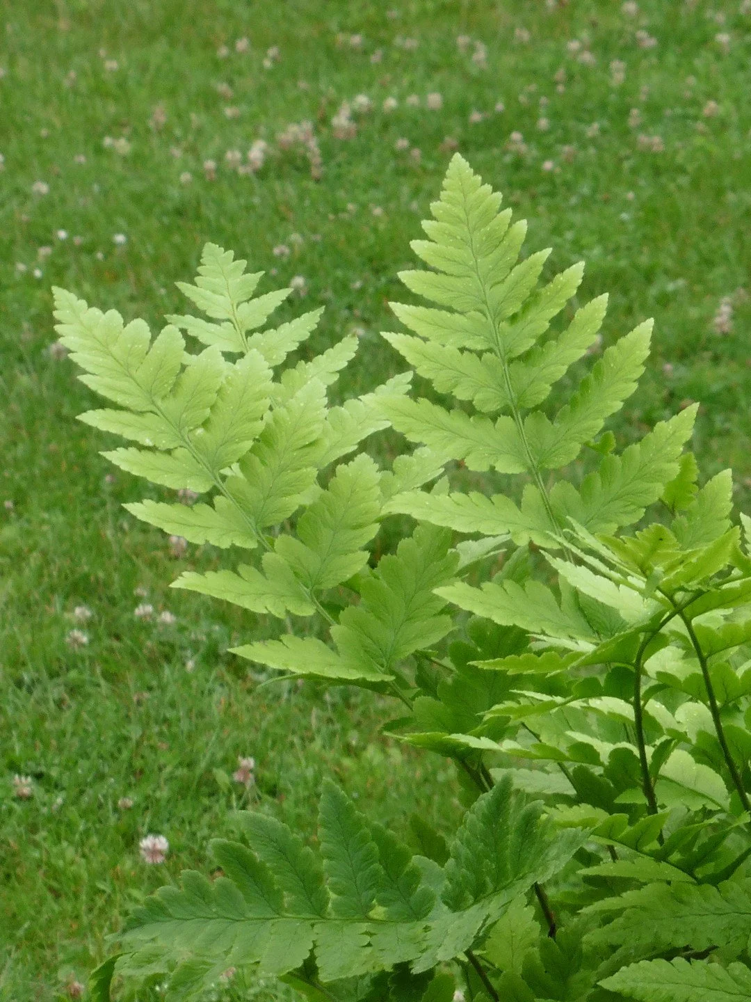 Dryopteris clintoniana