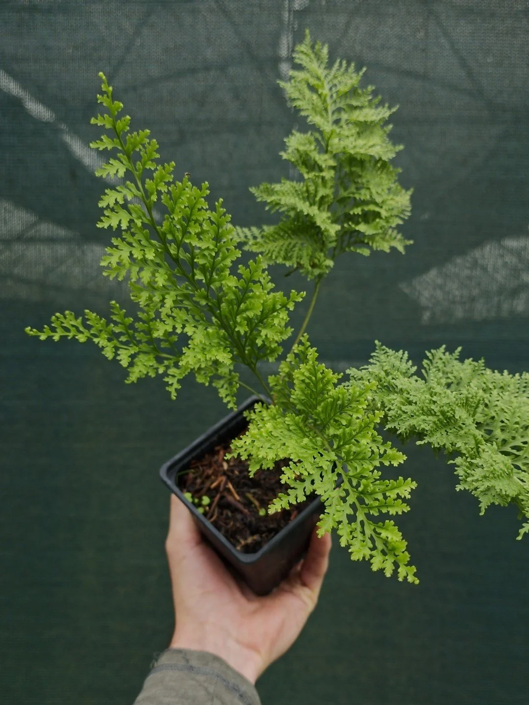 Polypodium vulgare 'Parsley'-Godet de 9 cm-001.jpg