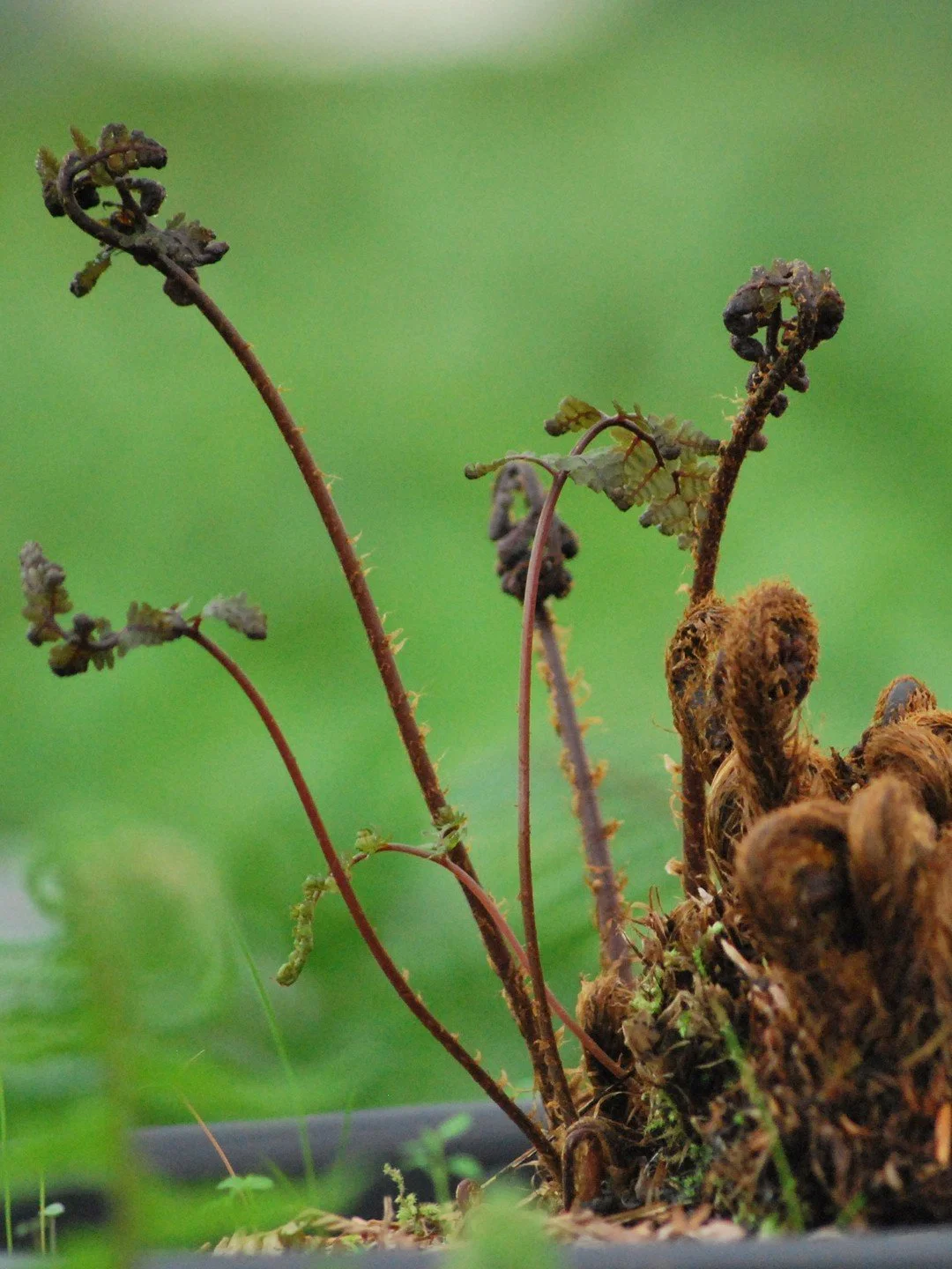 Athyrium vidalii-Détail-003.JPG