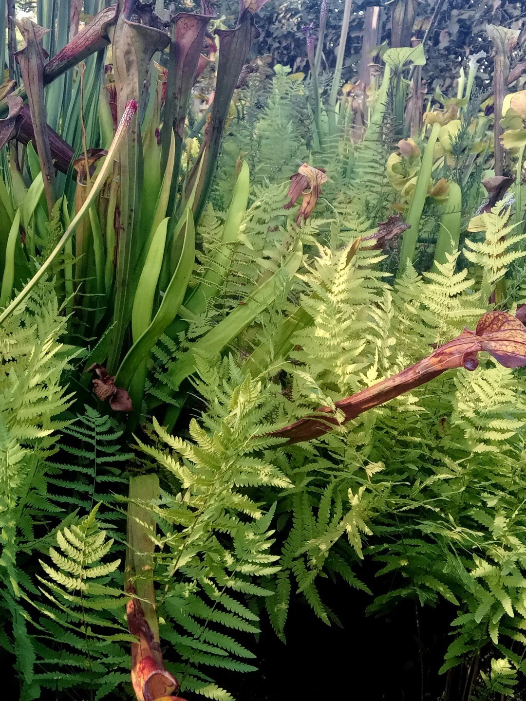 Thelypteris palustris