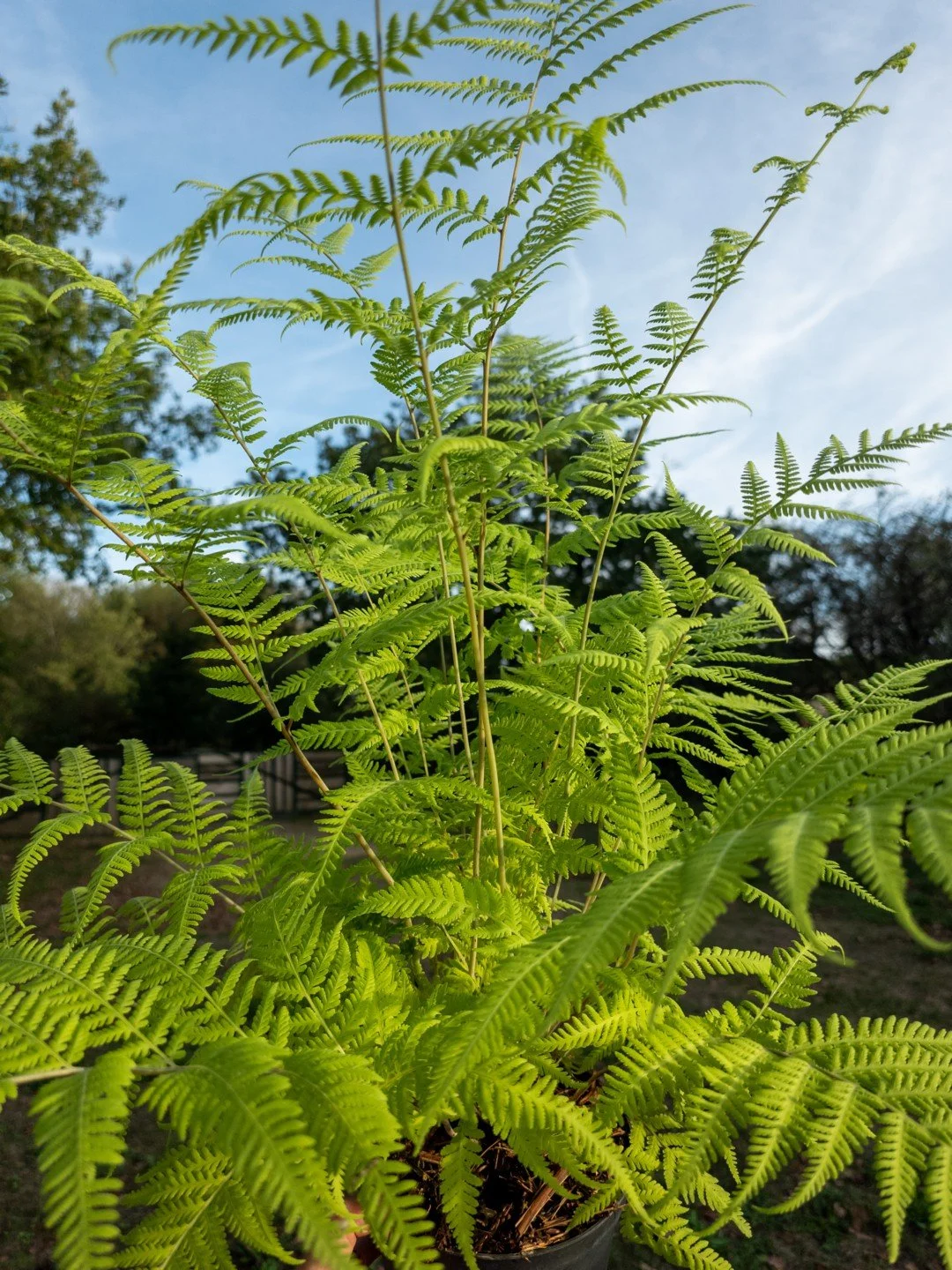 Macrothelypteris torresiana-Détail-005.jpg