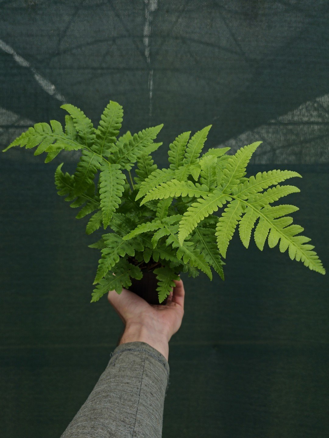 Matteuccia orientalis-Godet de 9 cm-001.jpg