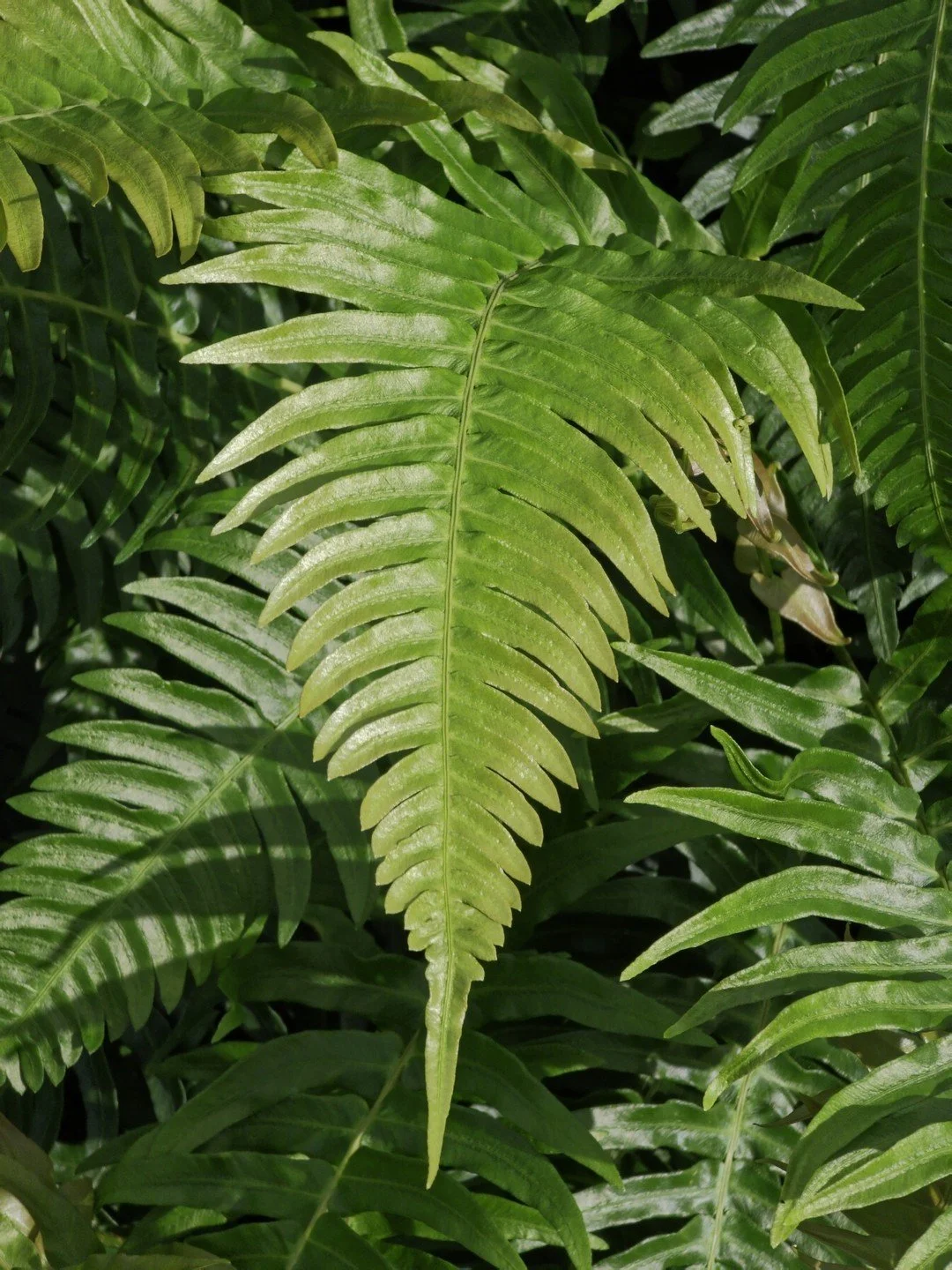 Blechnum appendiculatum-Détail-001.jpg