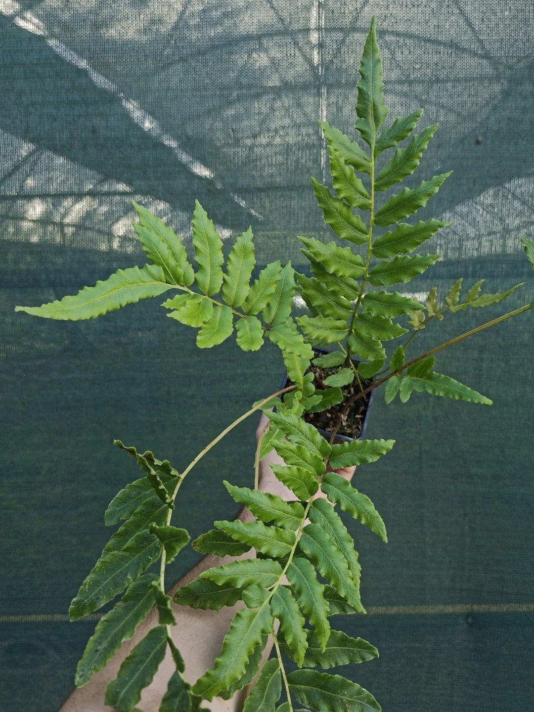 Parablechnum cordatum-Godet de 9 cm-001.jpg