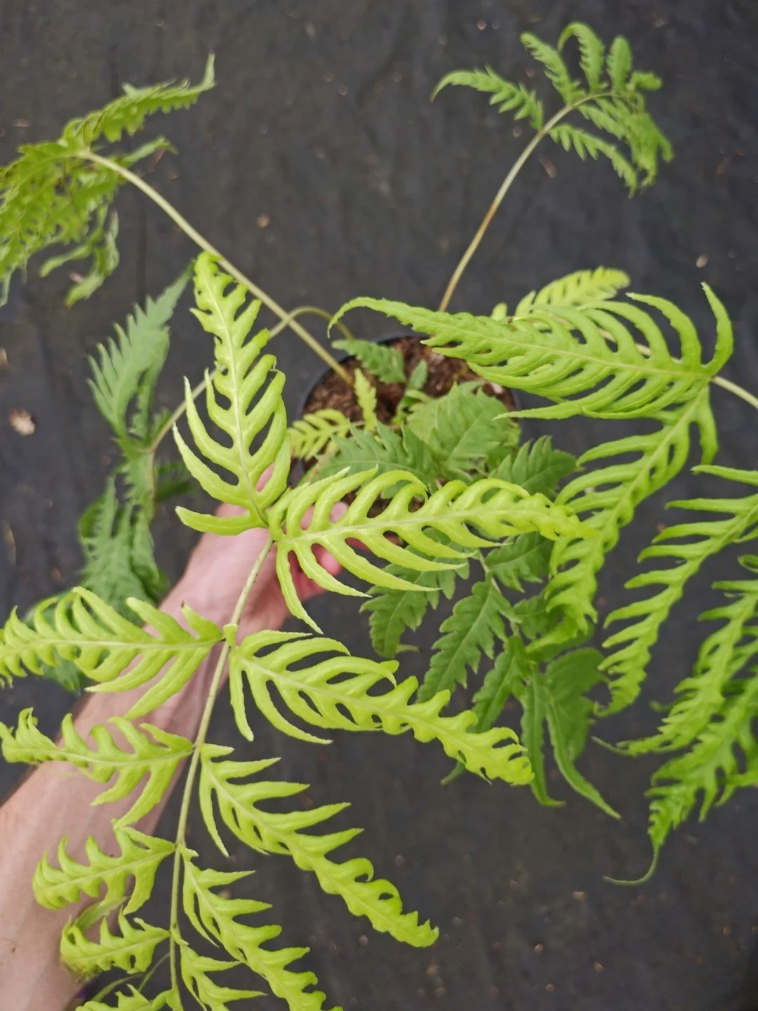 Woodwardia radicans-Pot de 1,5 litre-001.jpg