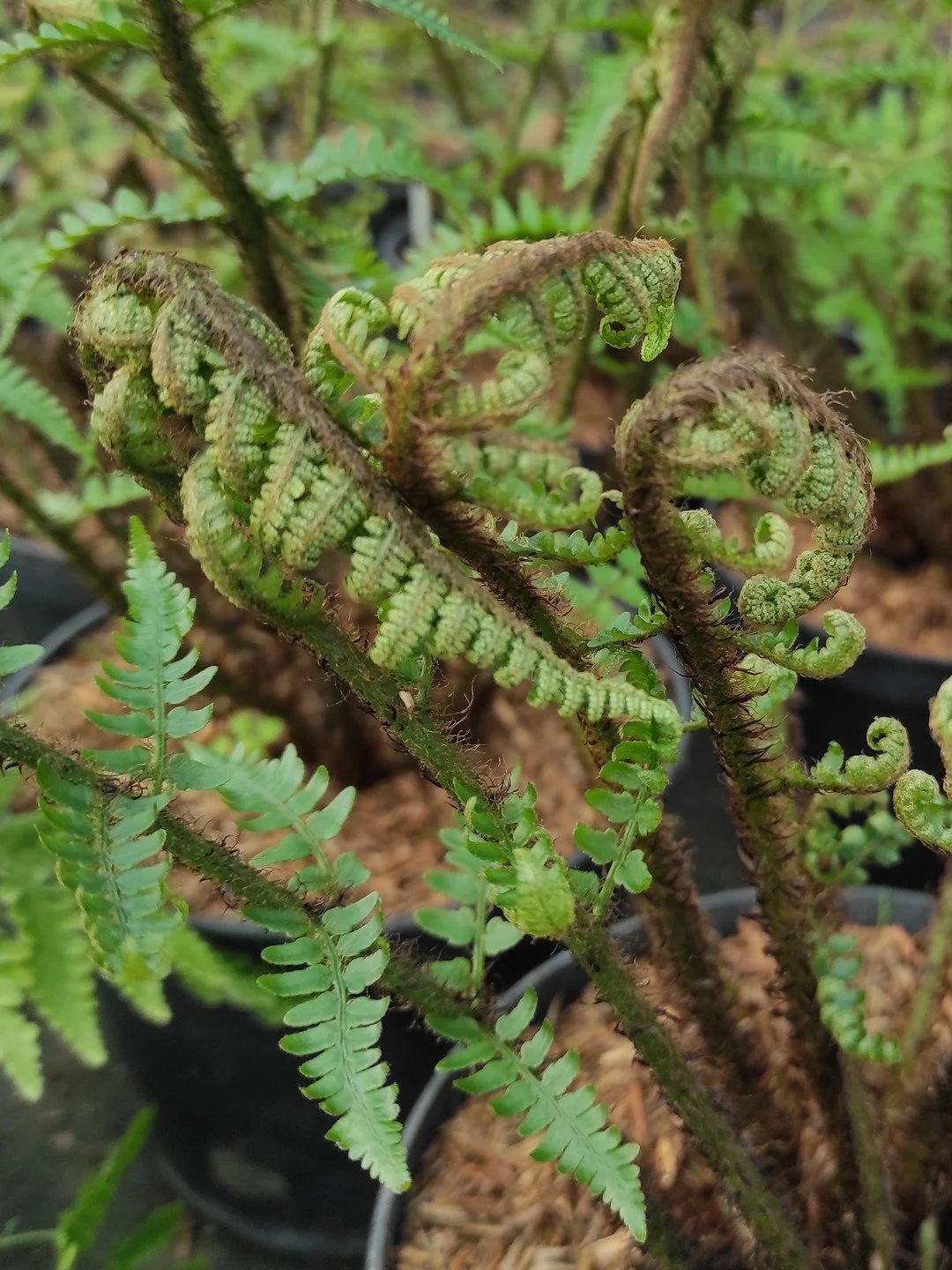Dryopteris uniformis-Détail-003.jpg