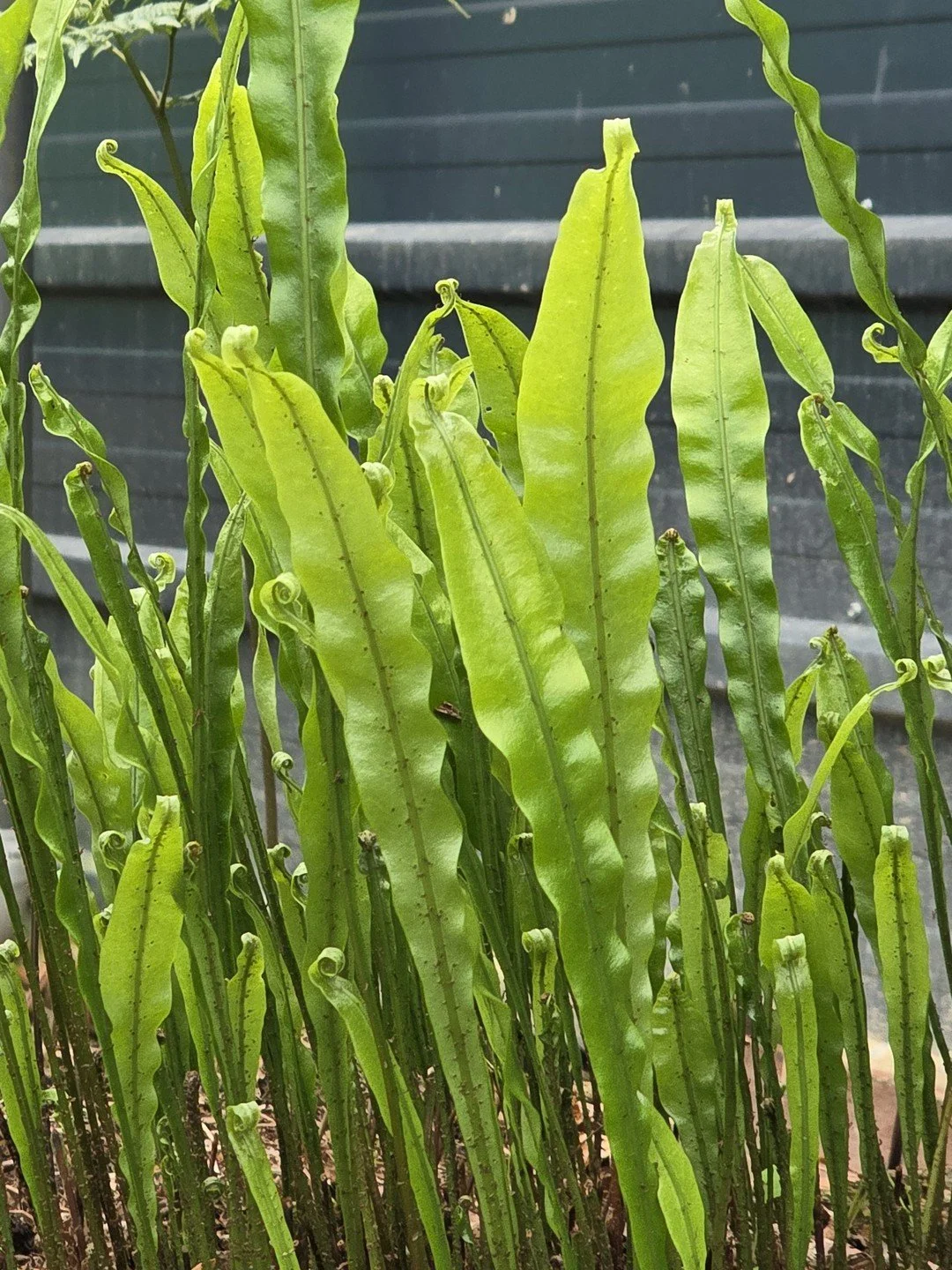 Lepisorus tosaensis-Détail-001.jpg