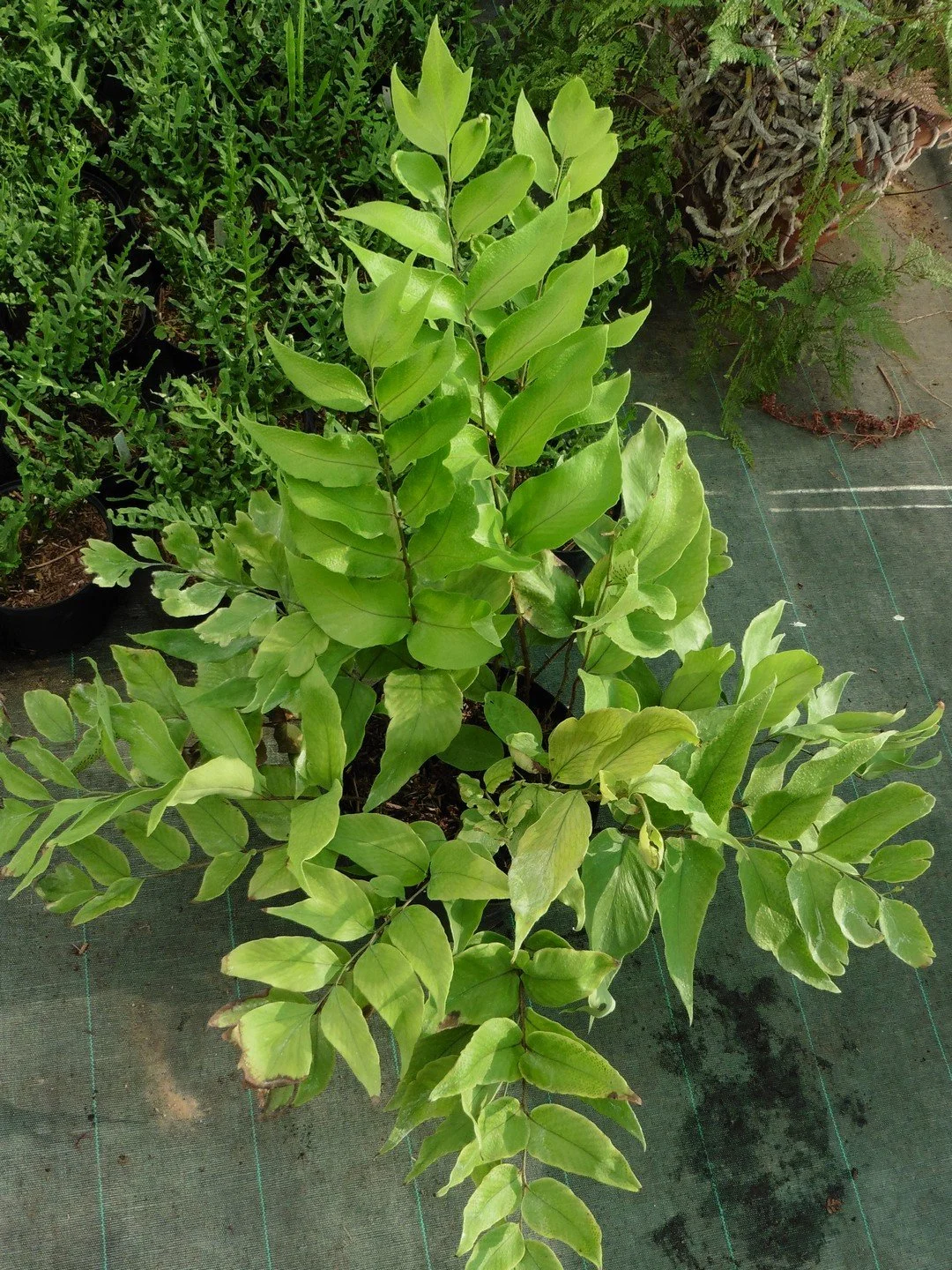 Cyrtomium macrophyllum