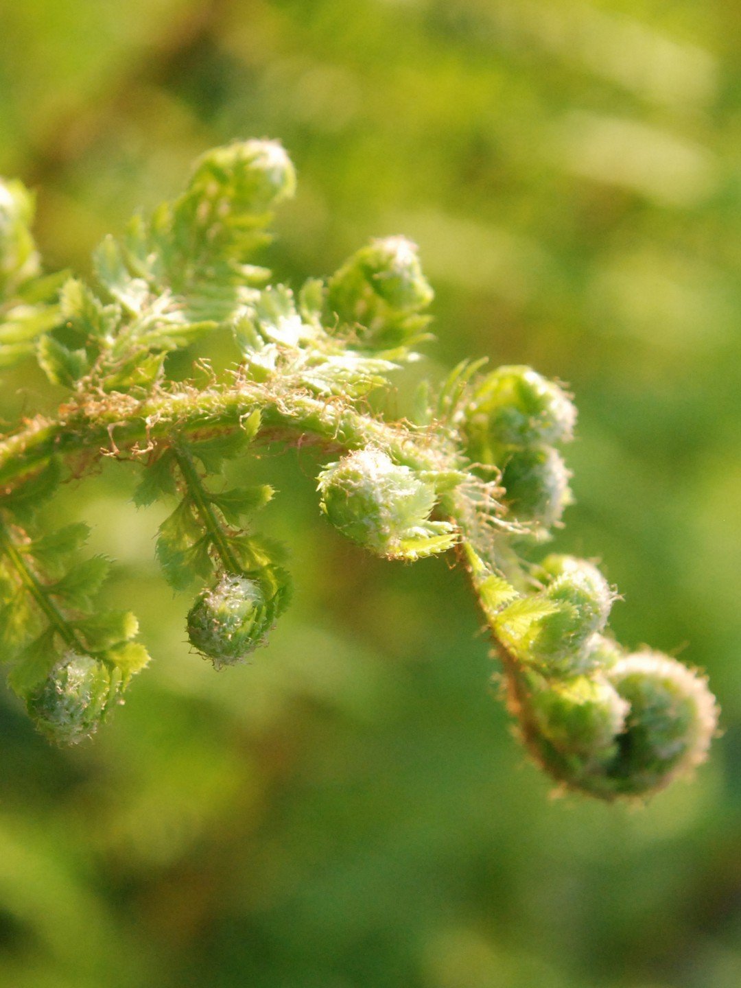 Polystichum setiferum-Détail-001.jpg