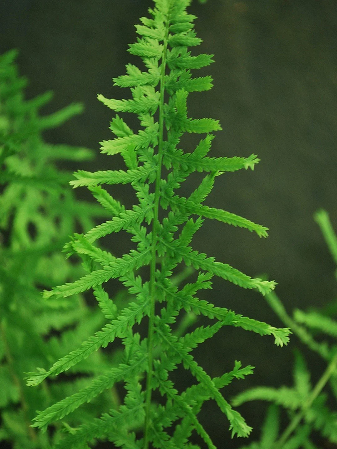 Athyrium filix-femina 'Dre's Dagger'