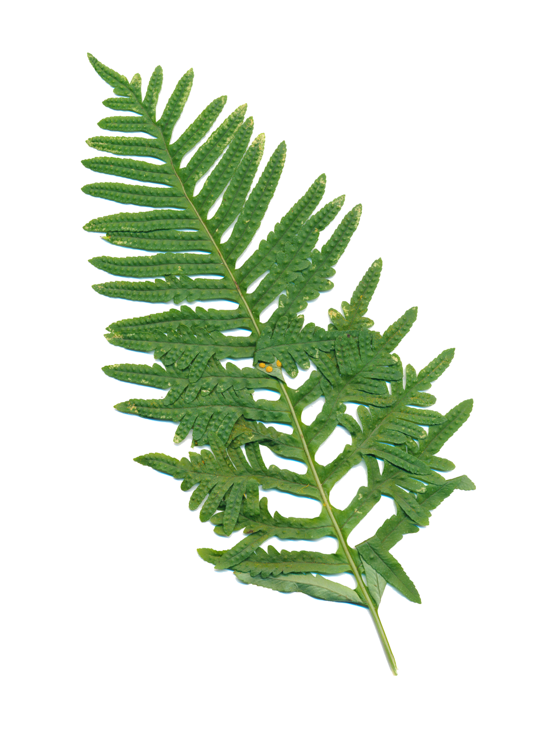 Polypodium cambricum 'Semilacerum'