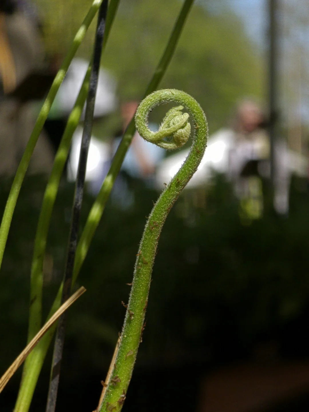 Pteris wallichiana (forme précoce)-Détail-001.jpg