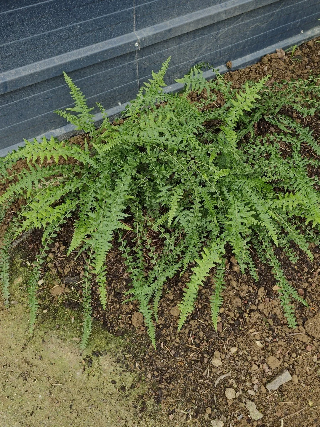 Microlepia strigosa 'MacFaddeniae'