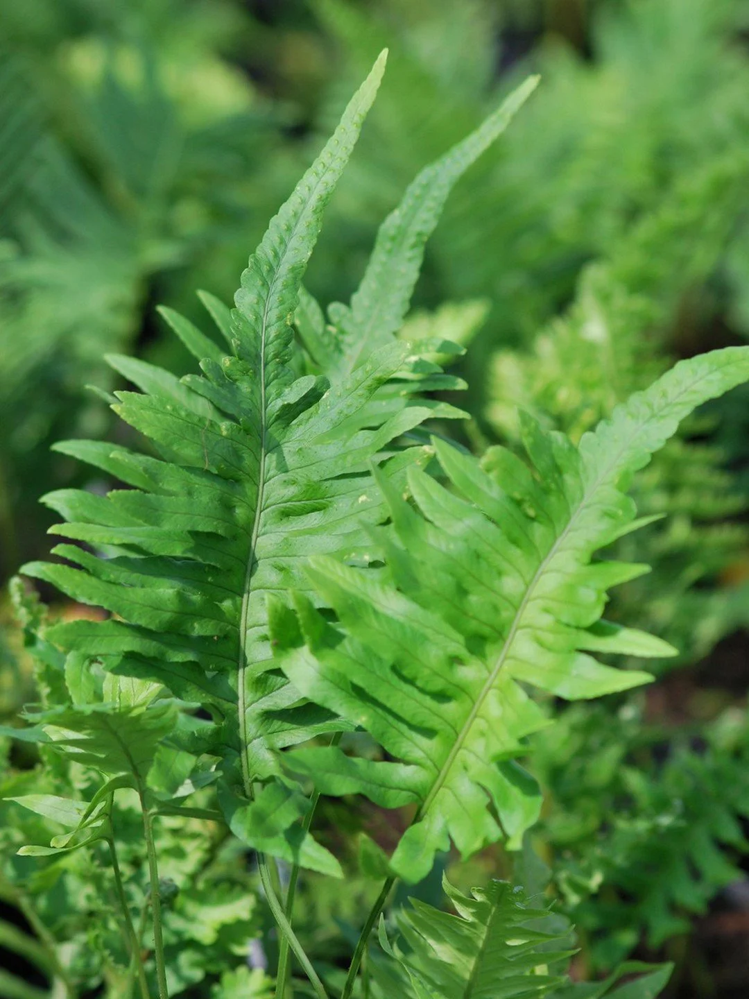 Polypodium cambricum 'Macrostachyon'