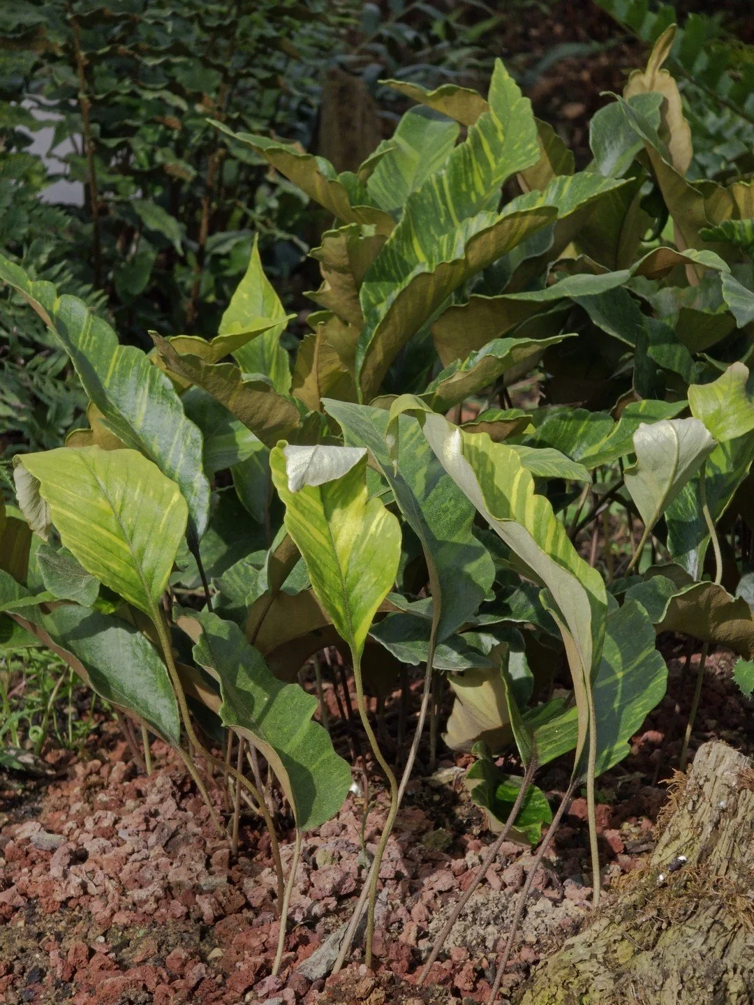 Pyrrosia lingua 'Ogon Nishiki'