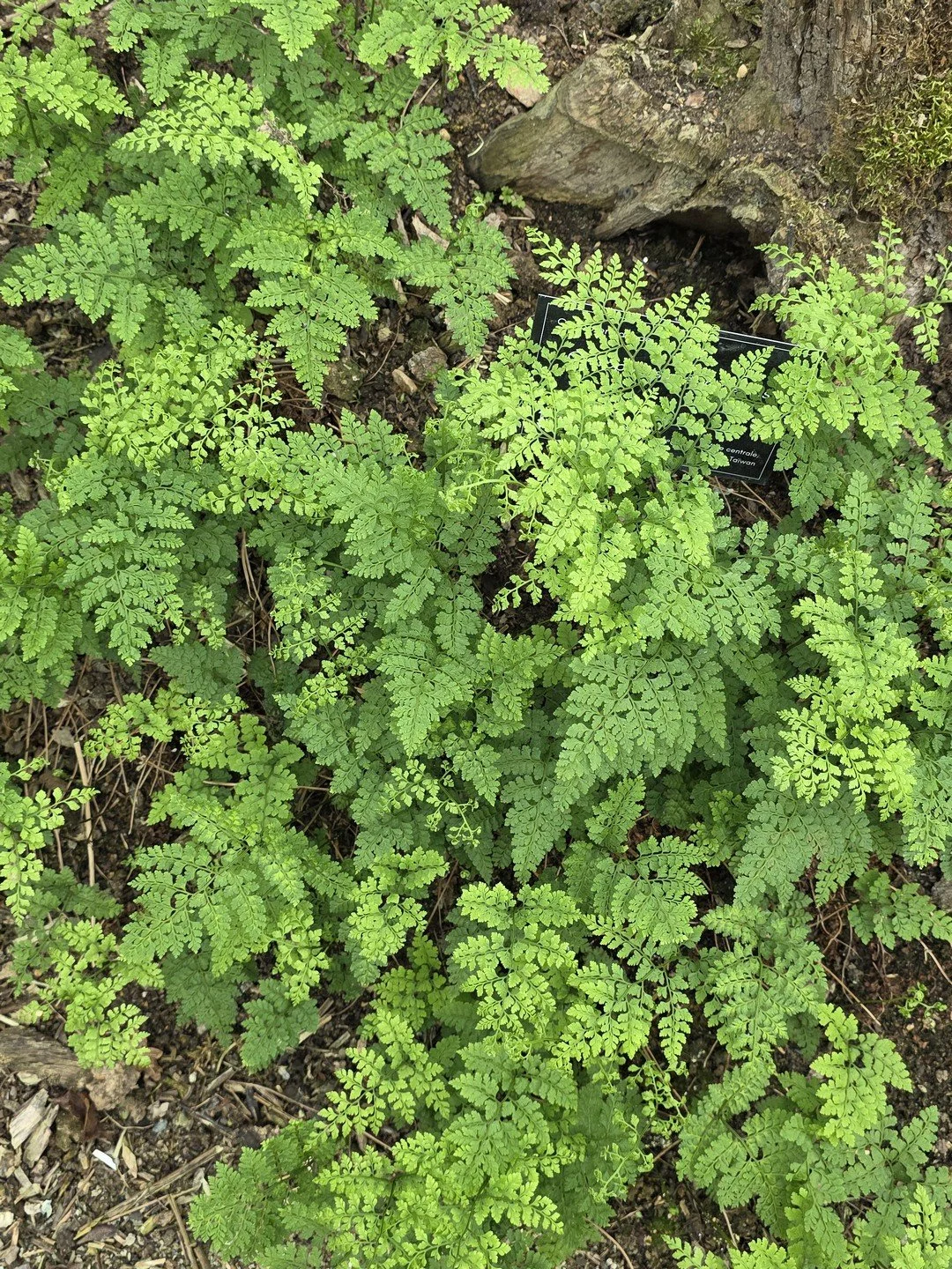 Cystopteris moupinensis