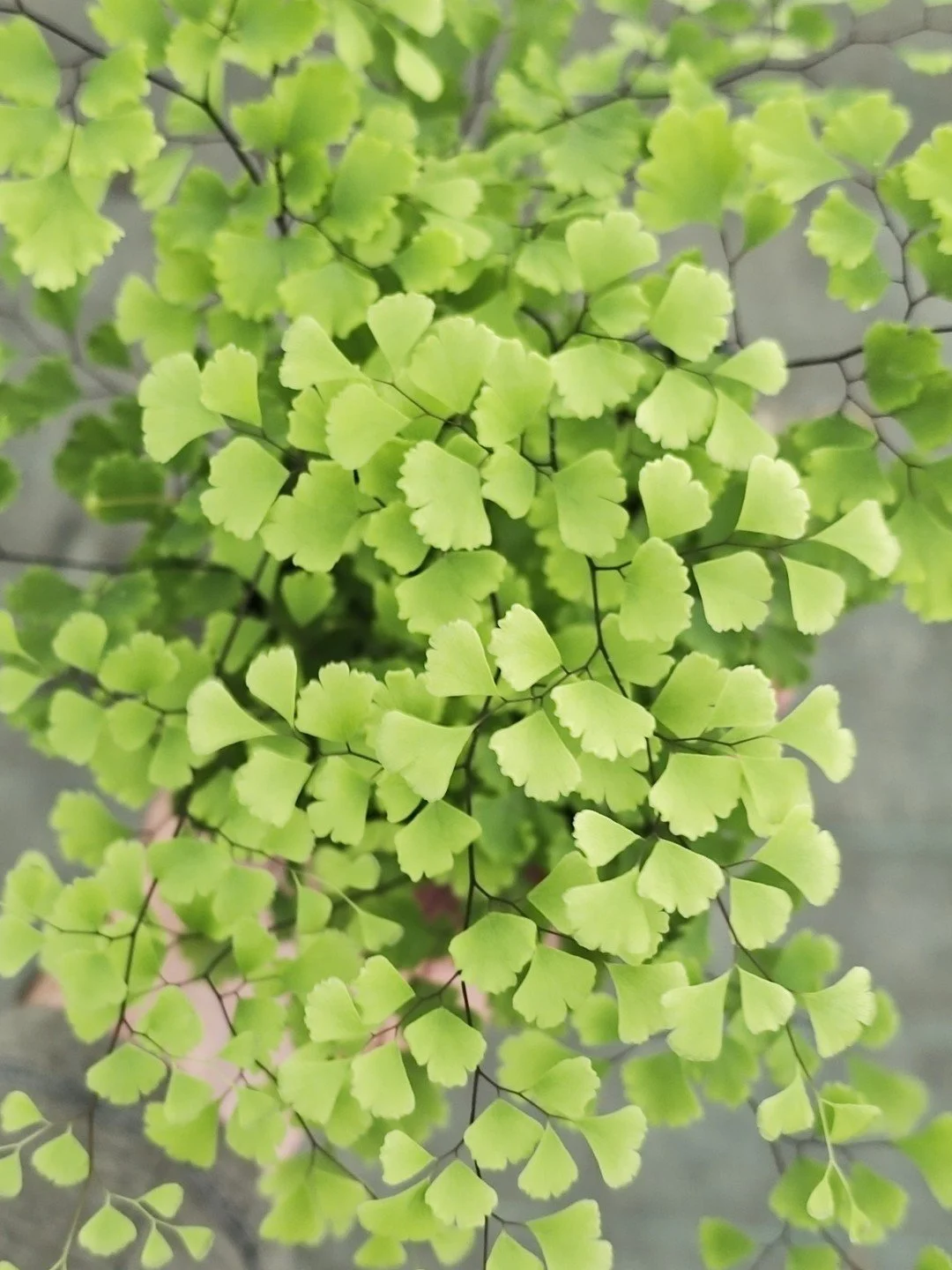 Adiantum capillus-veneris-Détail-001.jpg
