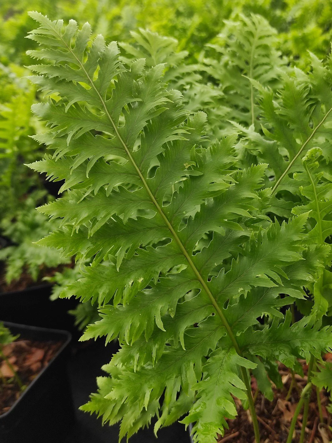 Polypodium cambricum 'Cambrian Prestonii'