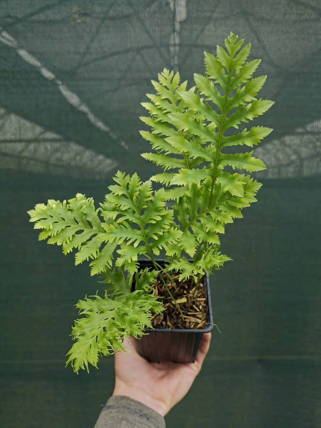 Polypodium cambricum 'Cambrian Barrowii'