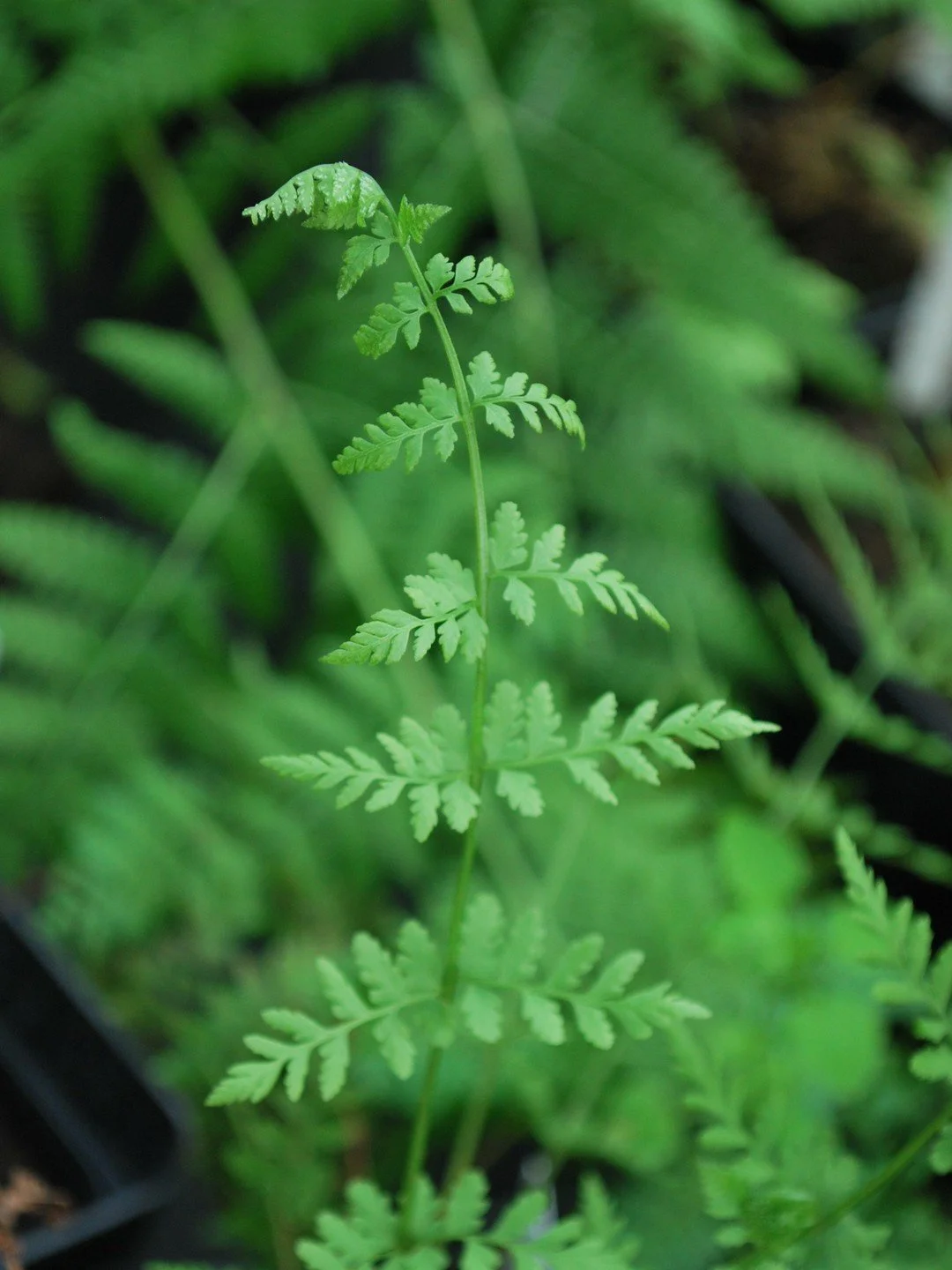 Cystopteris fragilis-Détail-002.JPG