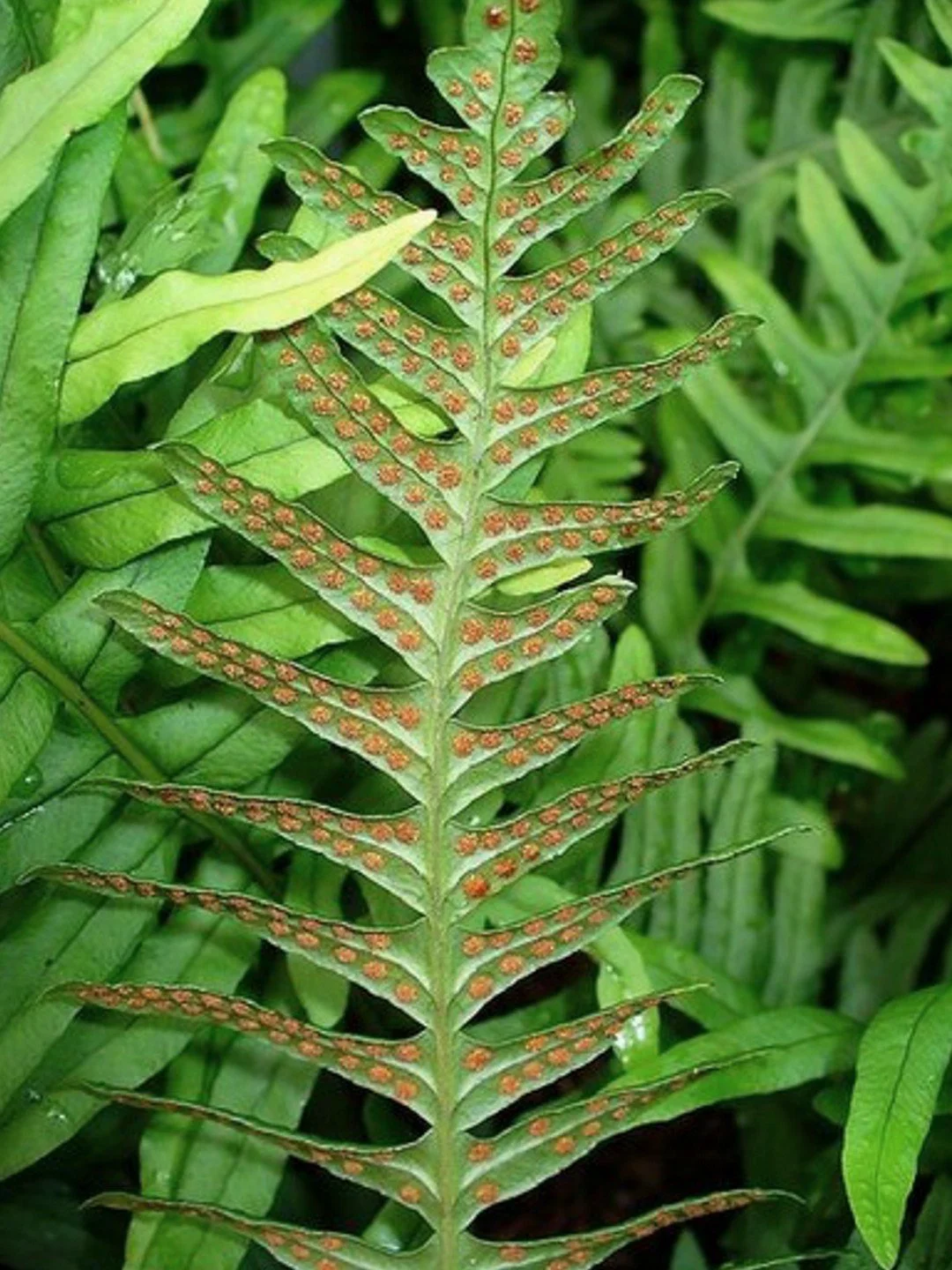 Polypodium vulgare