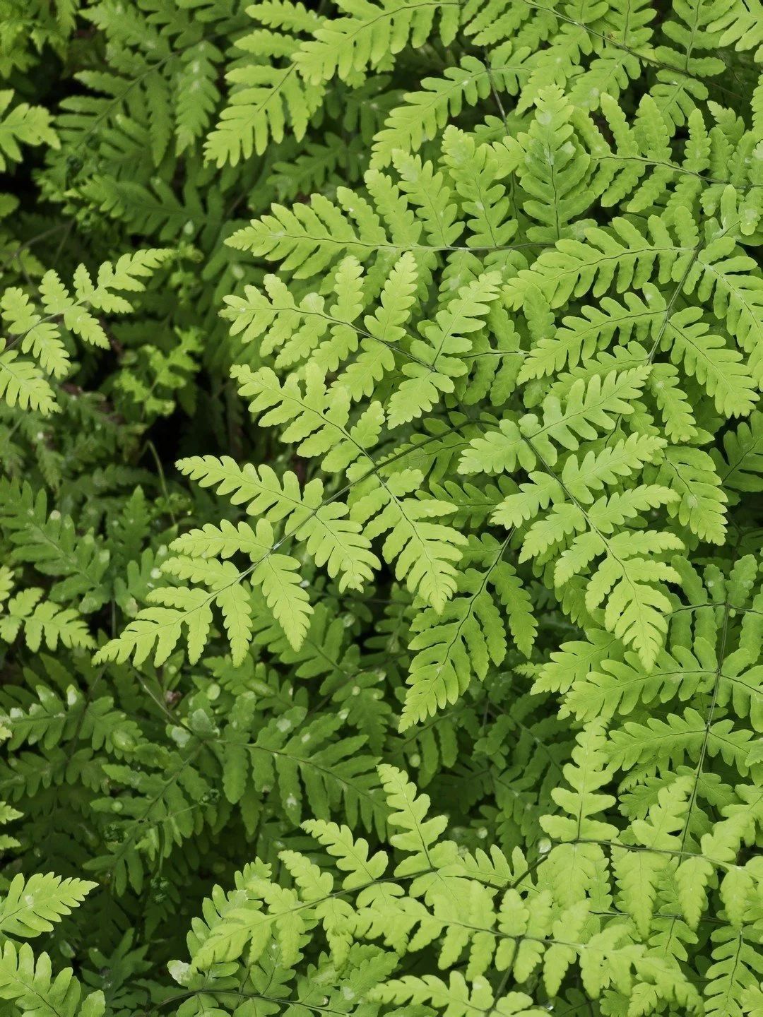 Gymnocarpium dryopteris-Détail-001.jpg