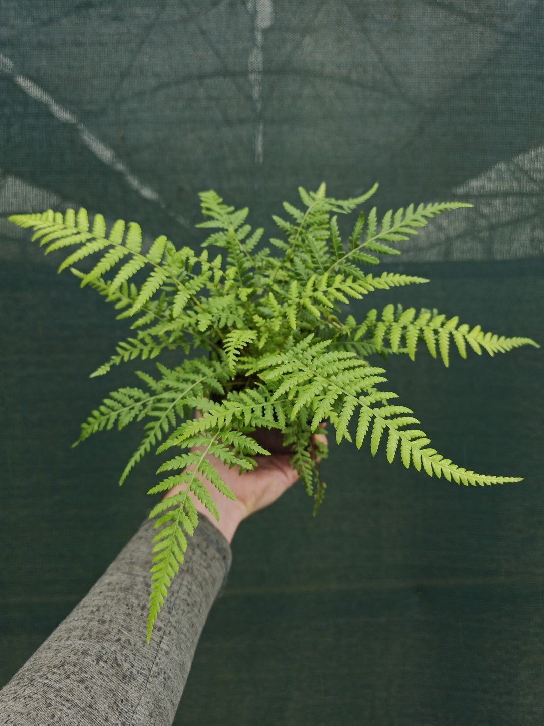 Dicksonia antarctica-Godet de 9 cm-001.jpg