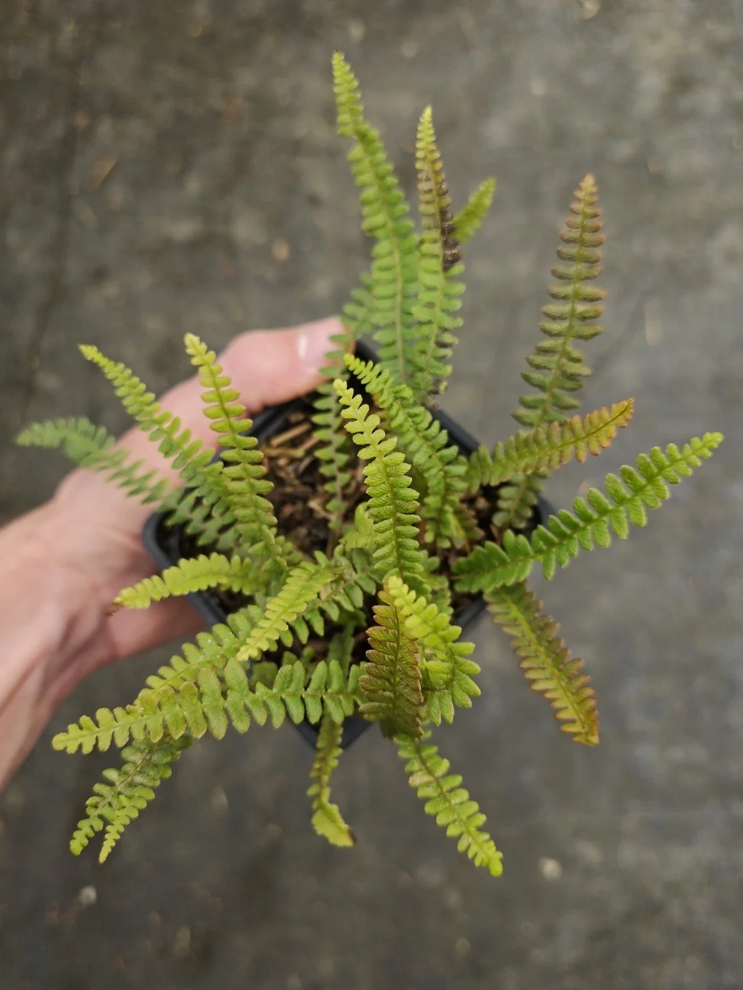 Austroblechnum penna-marina subsp. alpina 'Paradise Form'-Godet de 9 cm-001.jpg