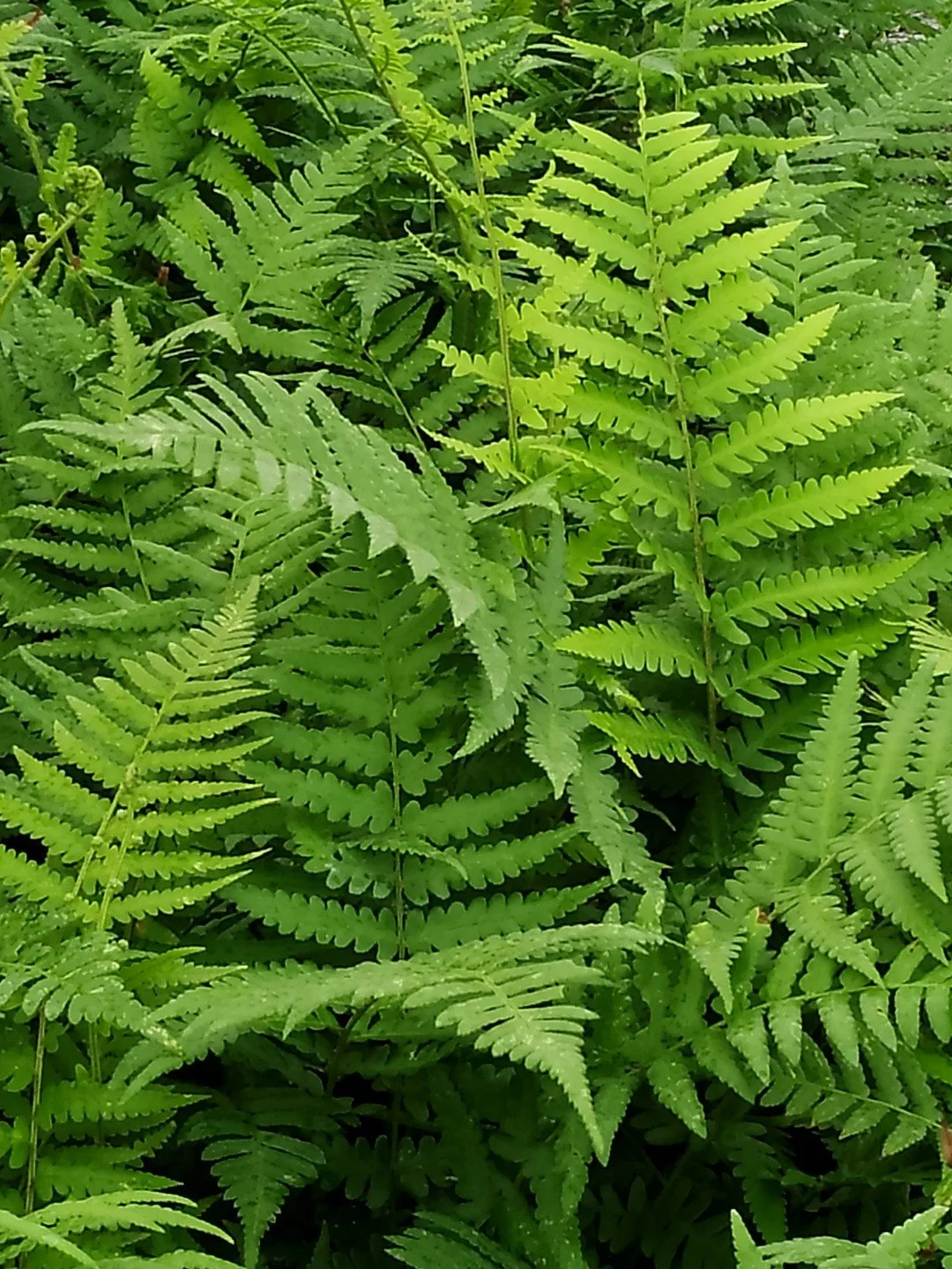 Dryopteris ludoviciana-Détail-002.jpg