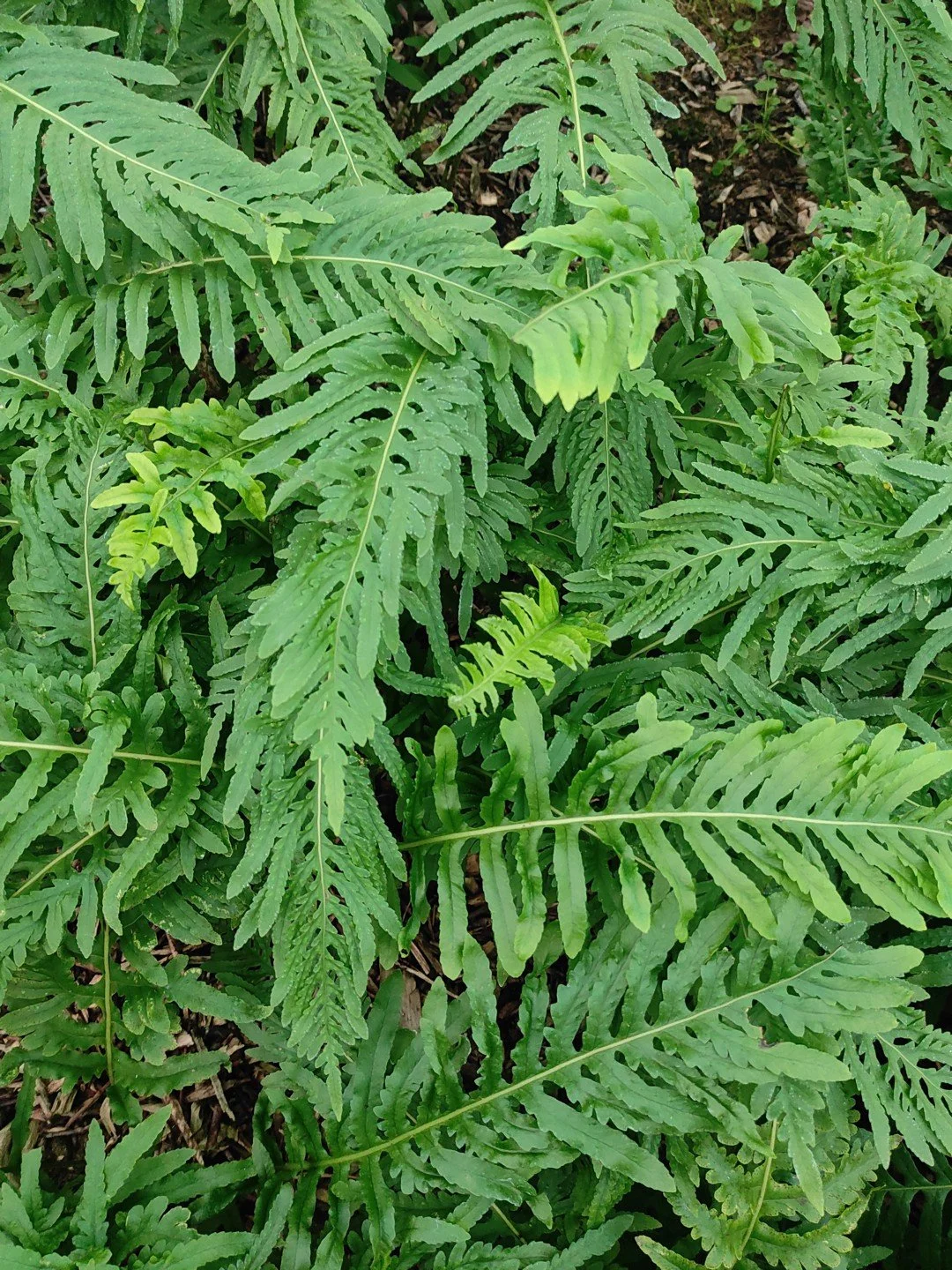 Polypodium cambricum 'Semilacerum Falcatum O'Kelly'