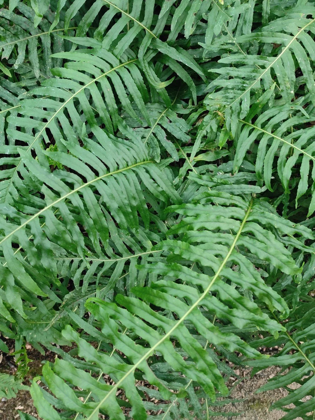 Polypodium glycyrrhiza × scouleri