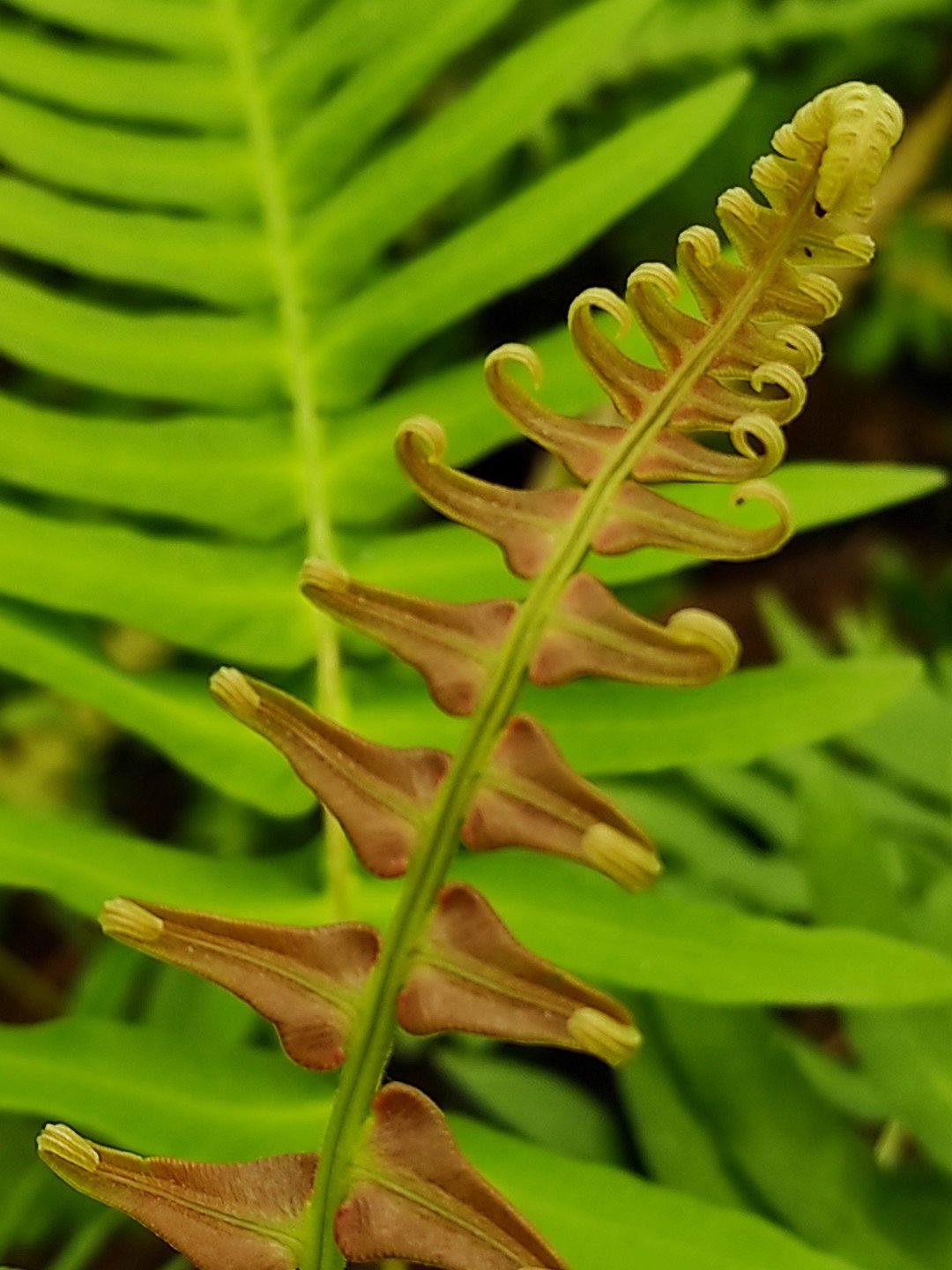 Blechnum appendiculatum-Détail-002.jpg