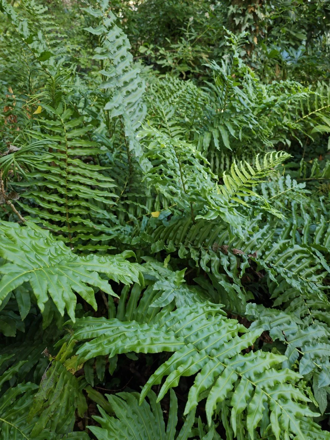 Parablechnum chilense