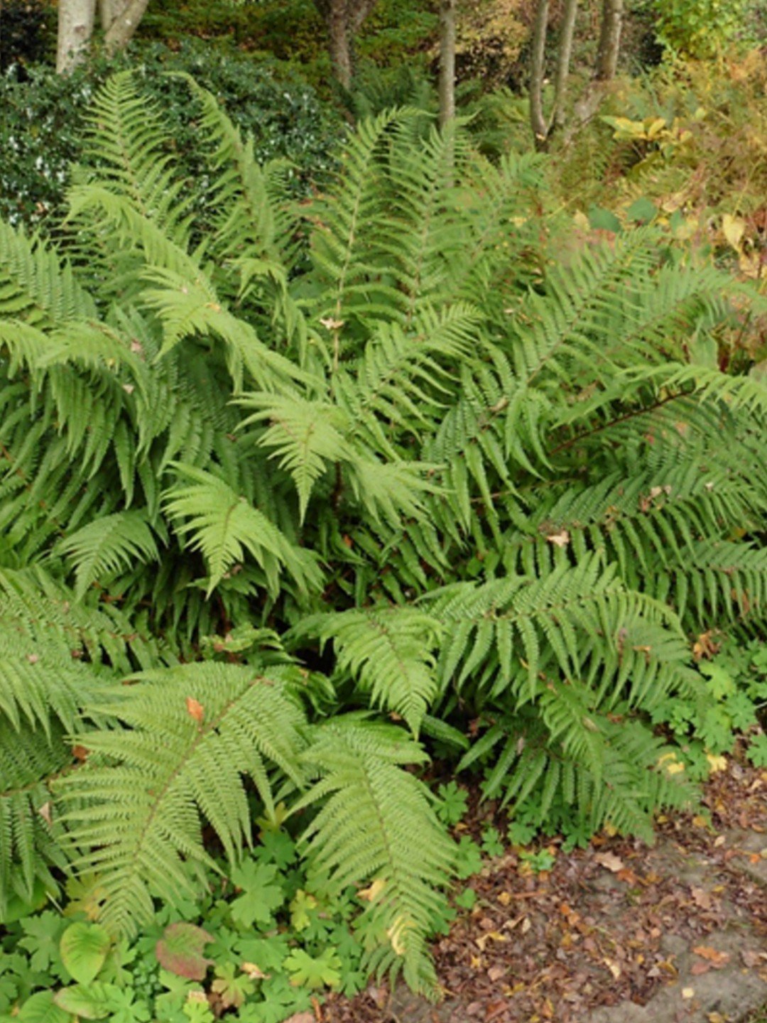 Dryopteris affinis