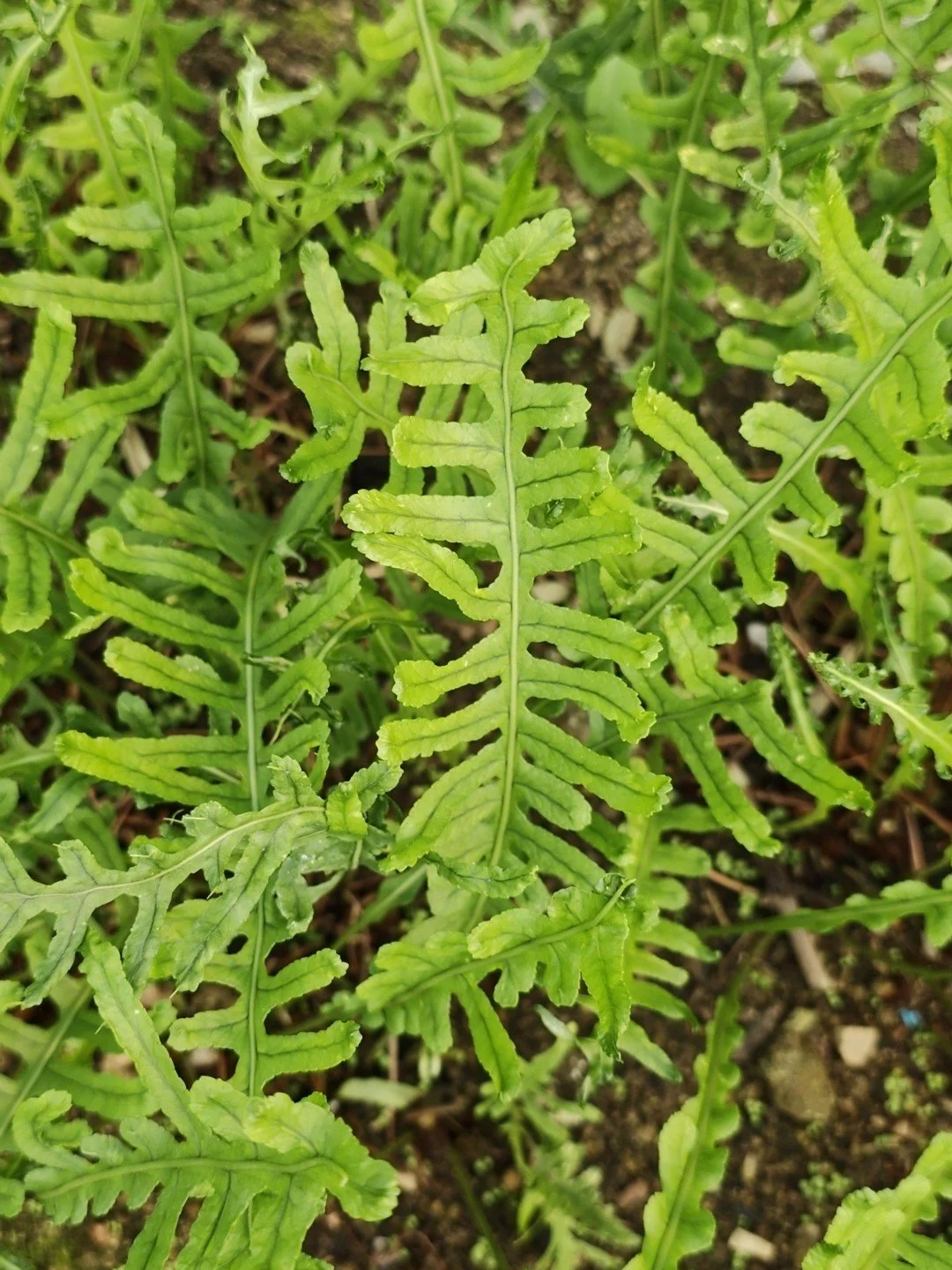 Polypodium cambricum 'Hornet'