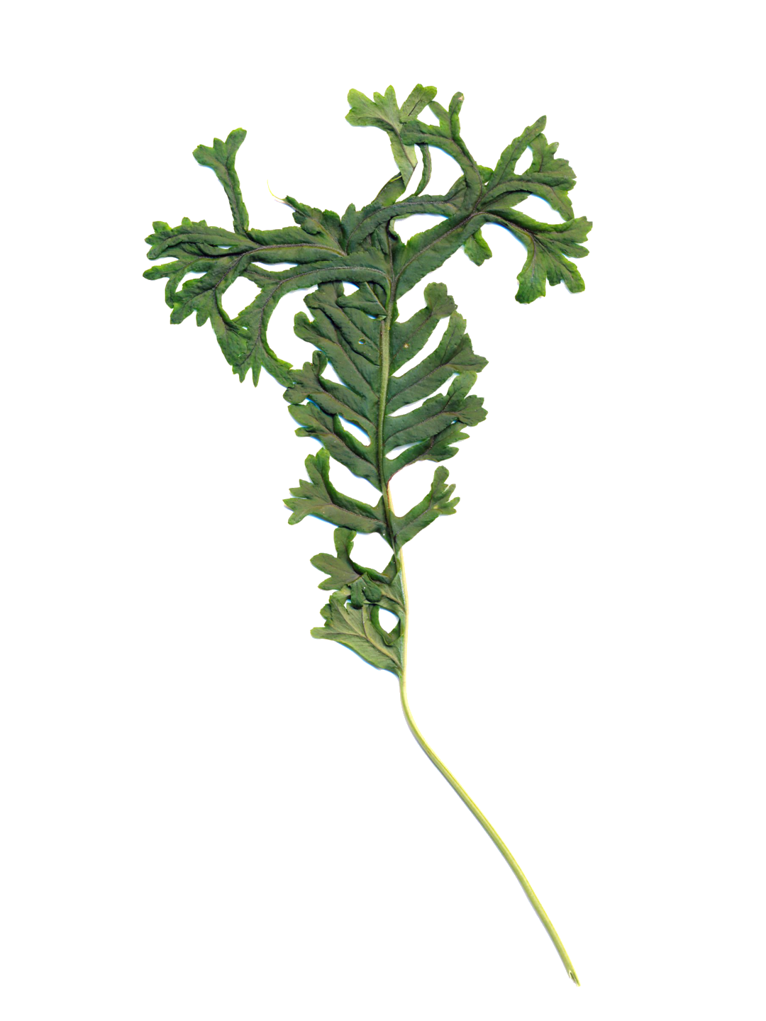 Polypodium glycyrrhiza 'Lawrence Crocker'-Détail-001.png