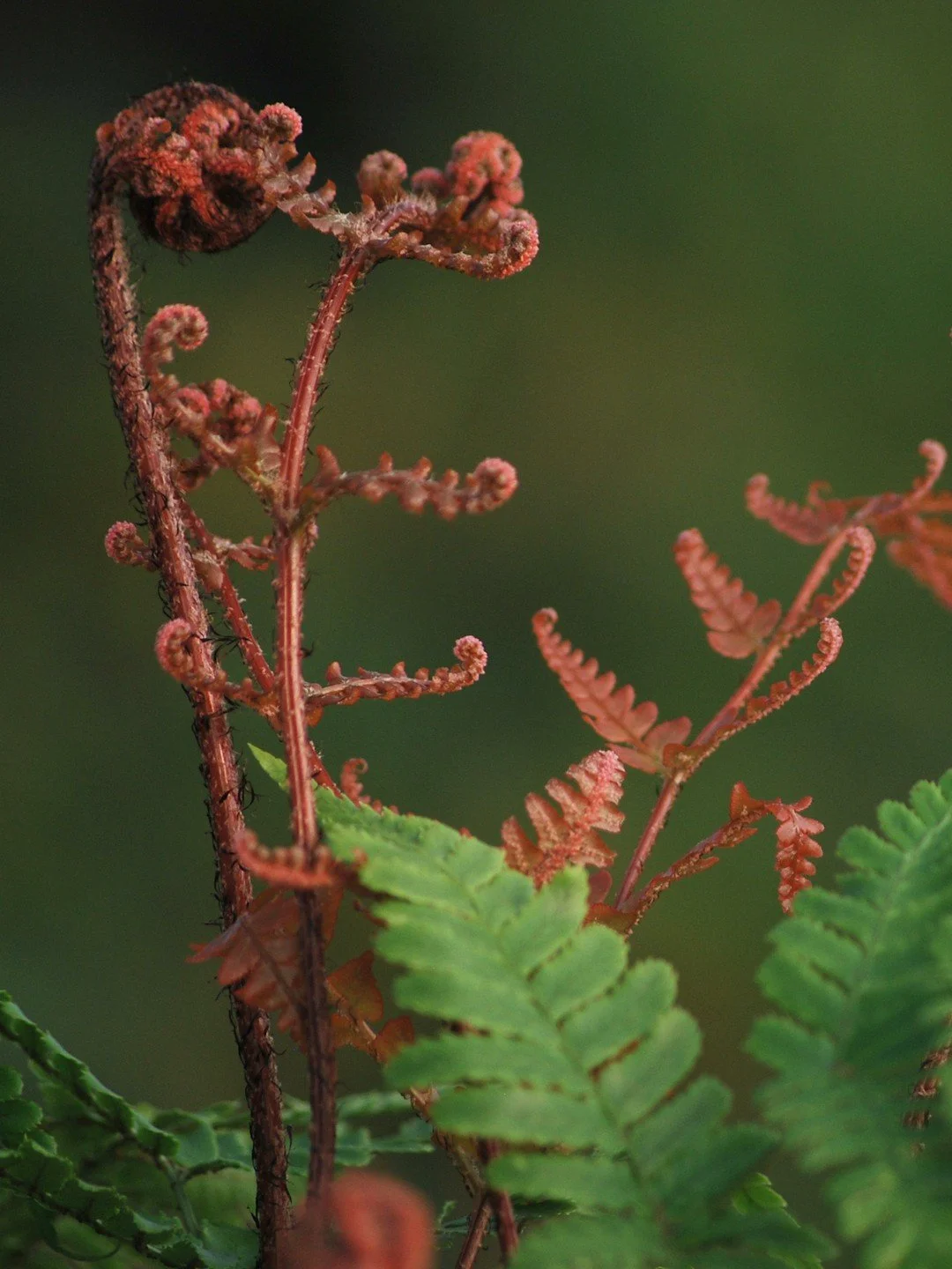 Dryopteris erythrosora-Détail-001.JPG