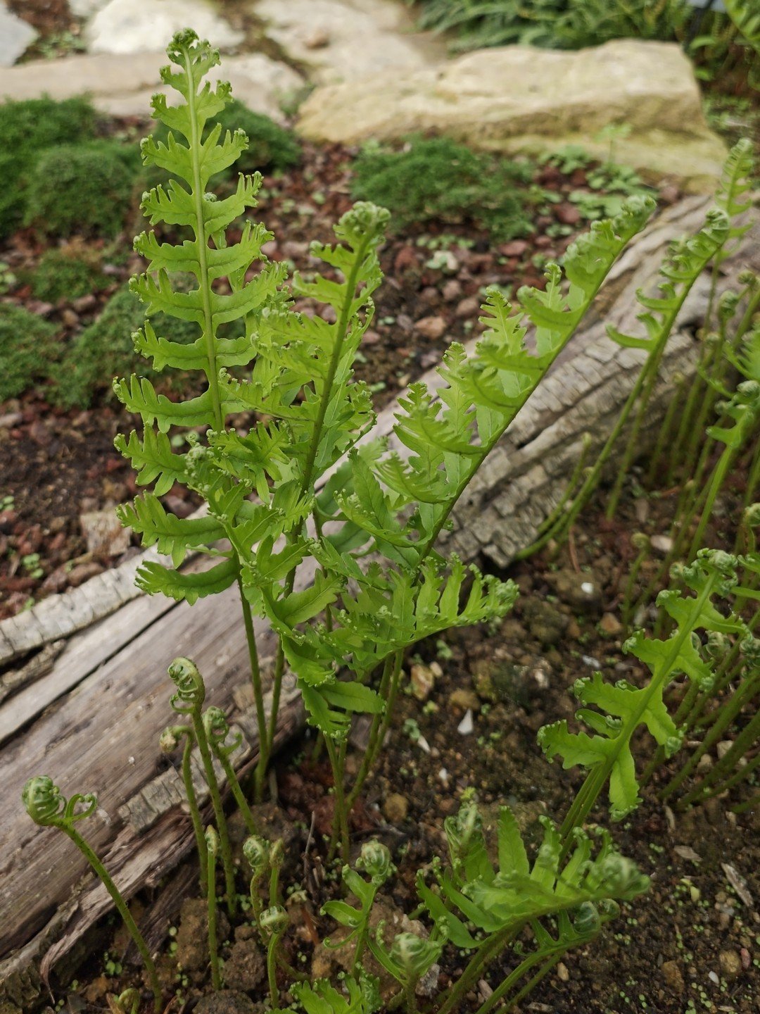 Polypodium cambricum 'Pulchritudine'