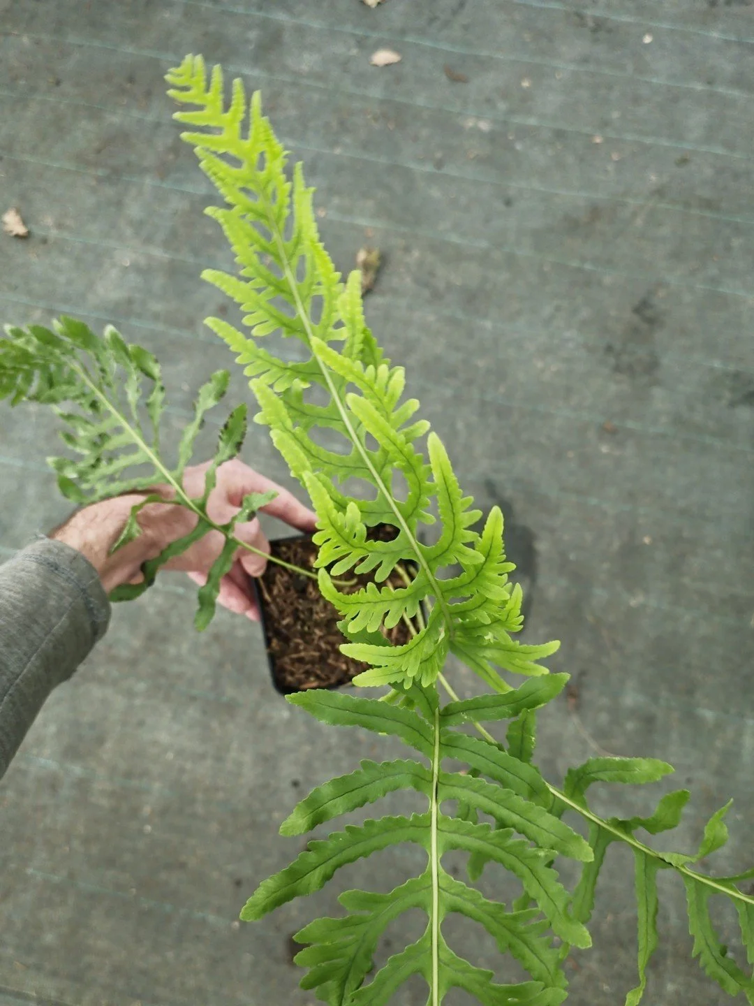 Polypodium cambricum 'Semilacerum Falcatum O'Kelly'-Pot de 1 litre-001.jpg
